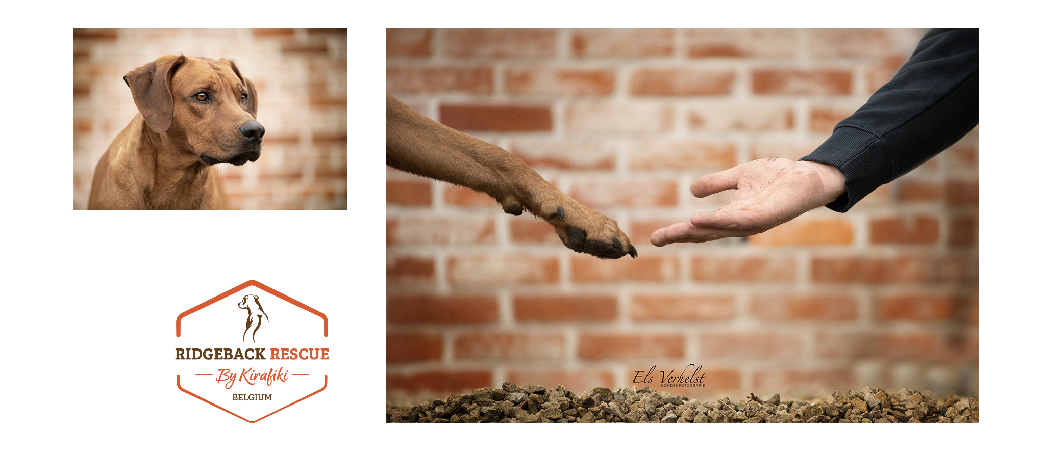 Kirafiki : Rhodesian Ridgeback Rescue Belgium | Zoersel