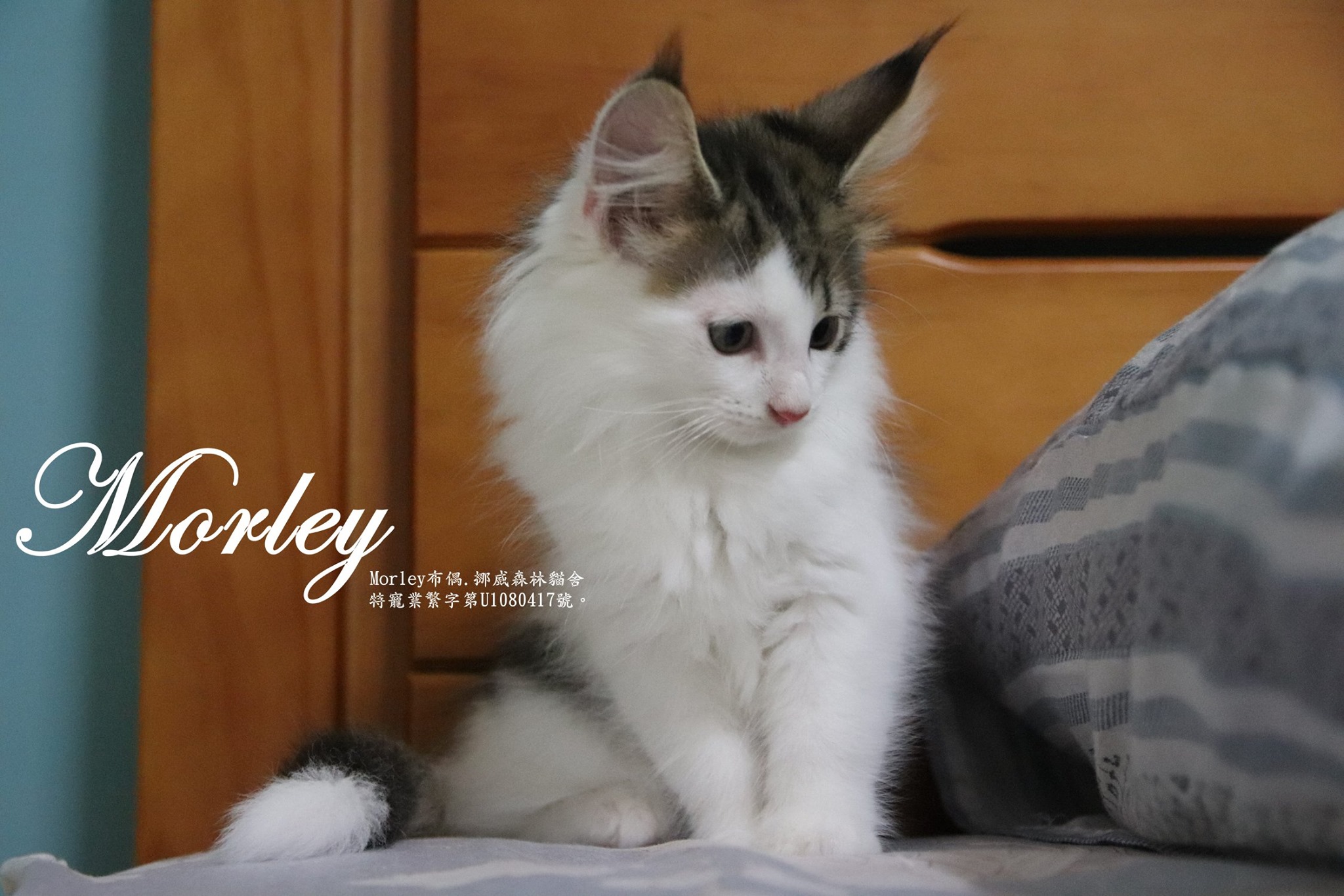 Morley布偶 挪威森林貓舍 虎斑挪威森林弟弟 已有家長 生日 108 5 7 Facebook