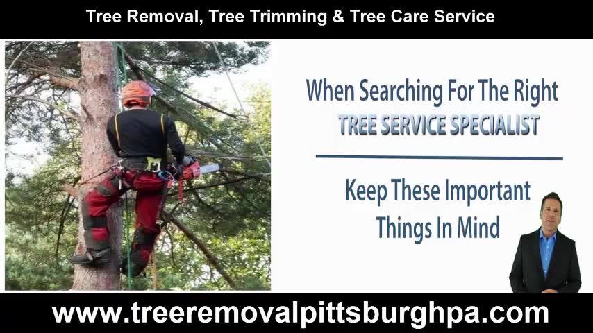 Tree Removal Pittsburgh PA
