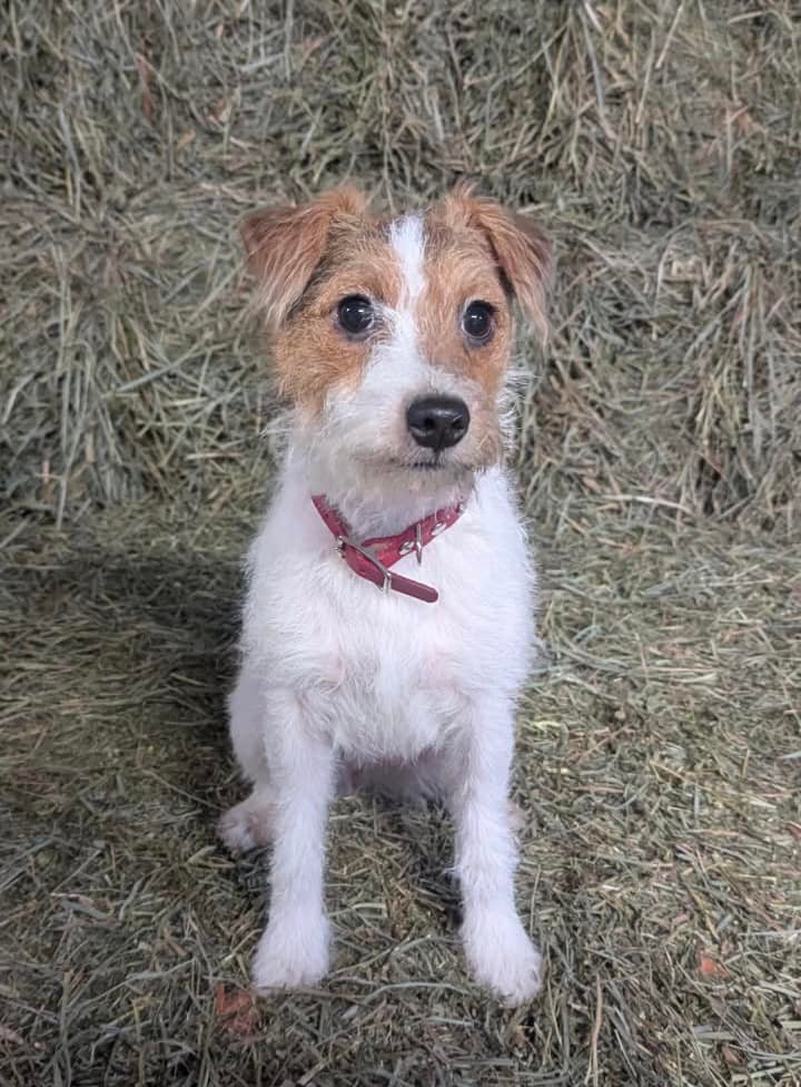 Acorn Ridge Jack Russell Terriers