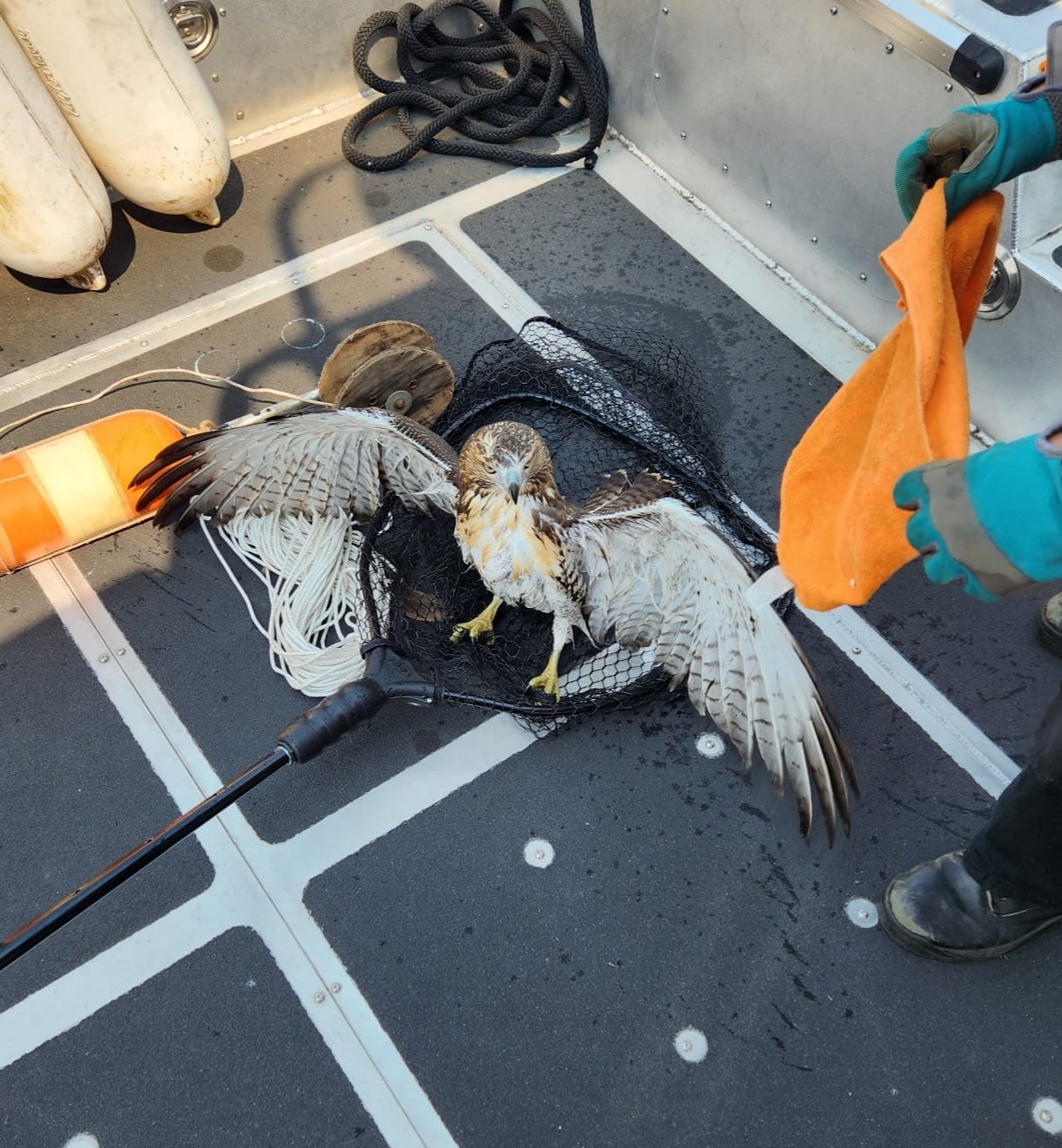 A unique water rescue!... - Winged Freedom Raptor Hospital | Facebook