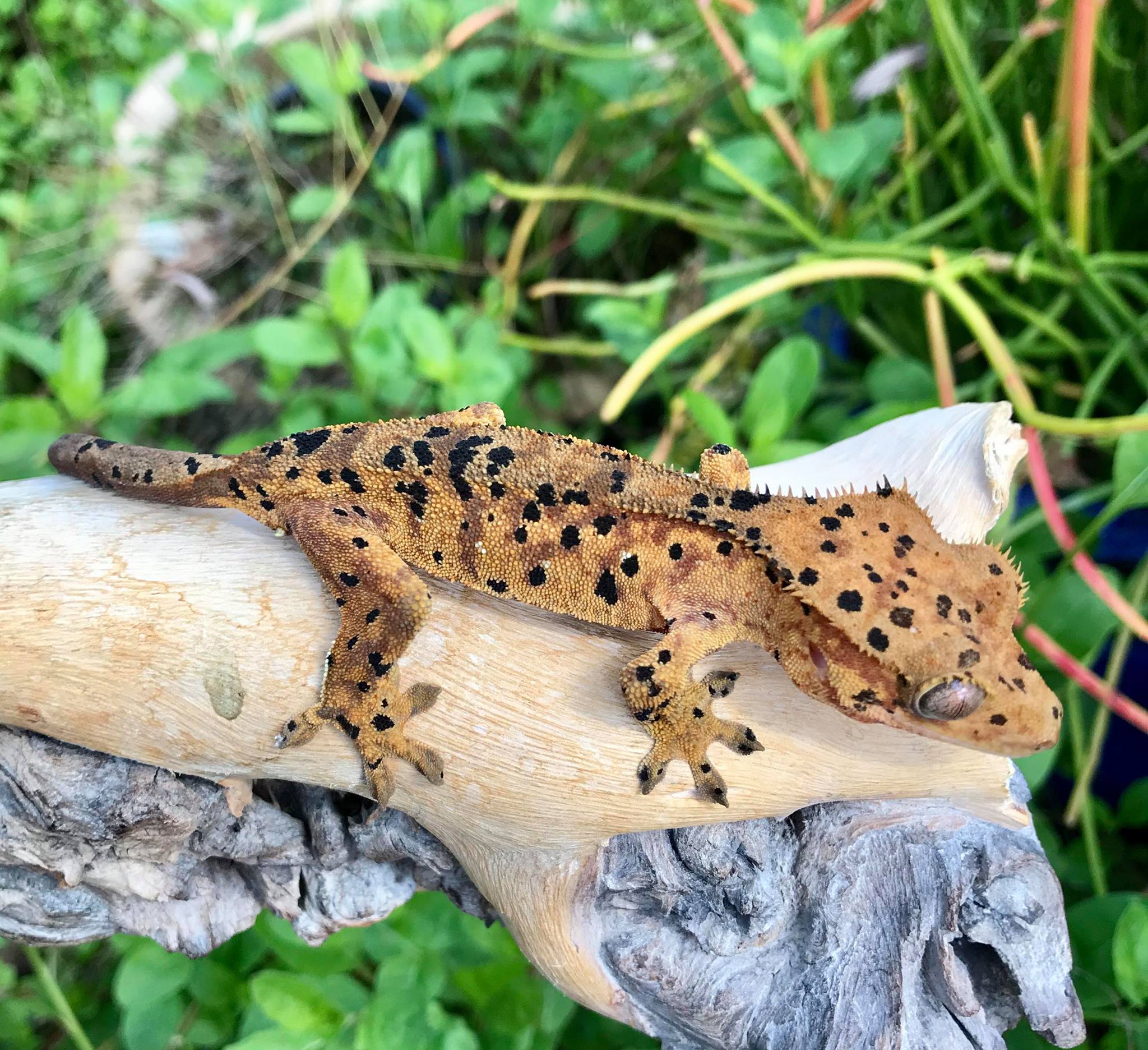 L... - Leopard Gecko & Pets Rat Rescue in California 209 & 925