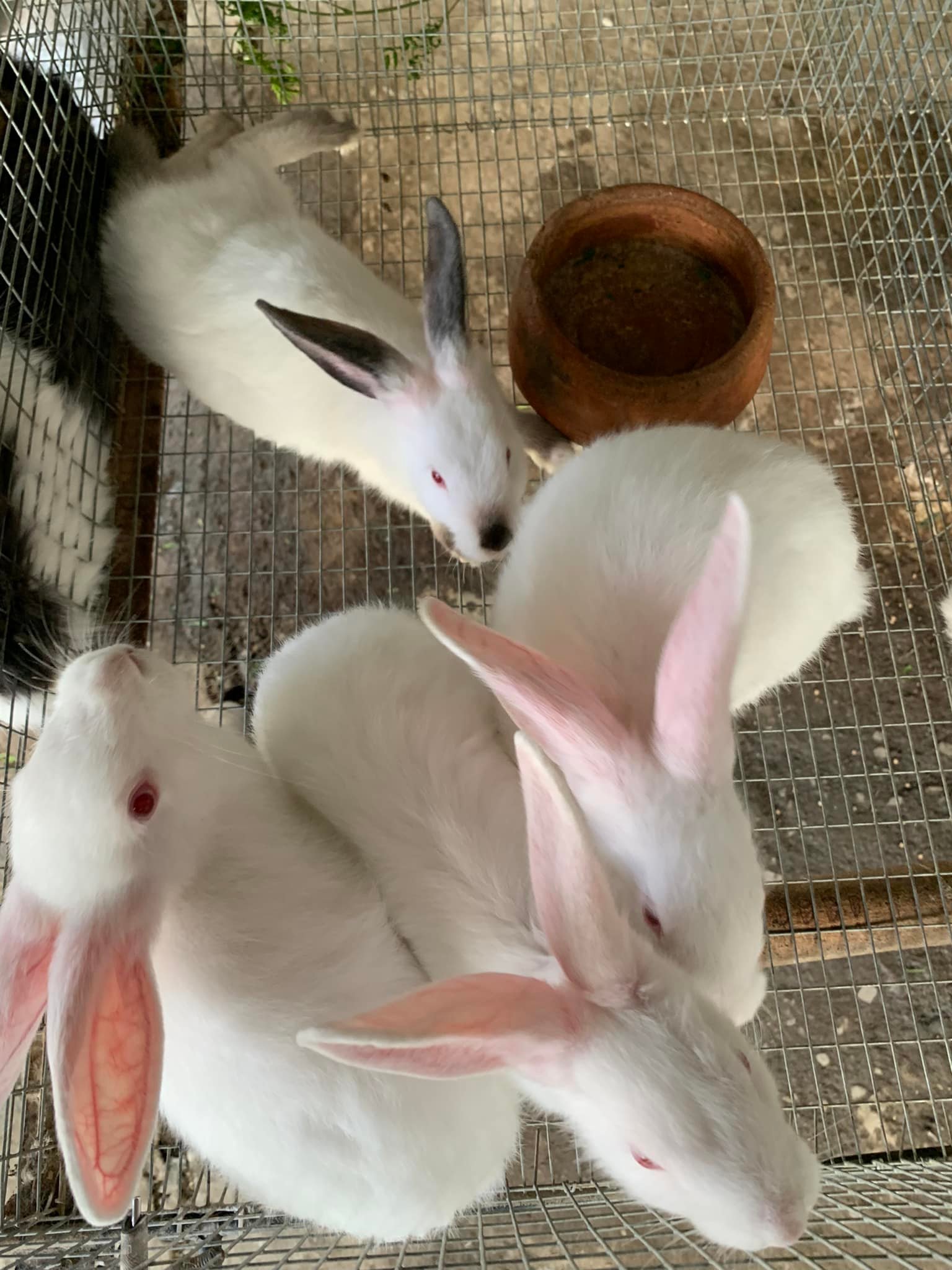 PSR Rabbitry Bulacan | Angat