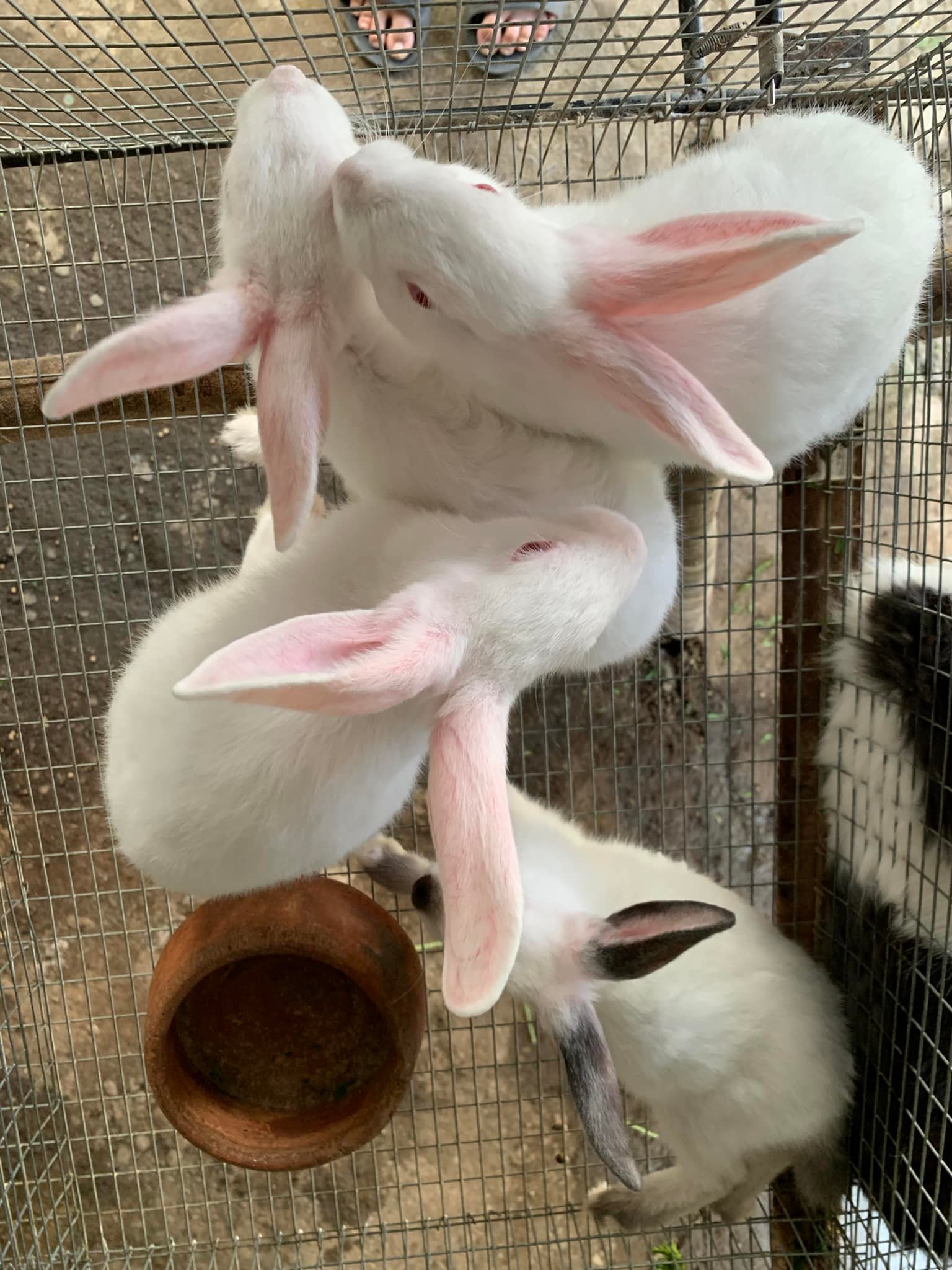 PSR Rabbitry Bulacan | Angat