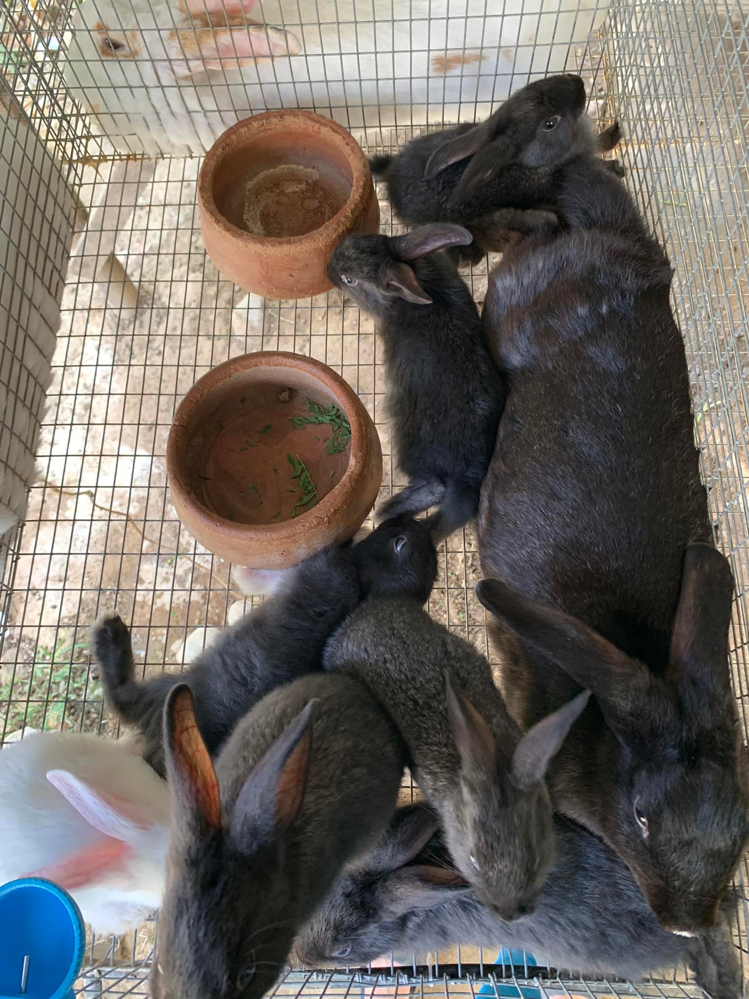 PSR Rabbitry Bulacan | Angat