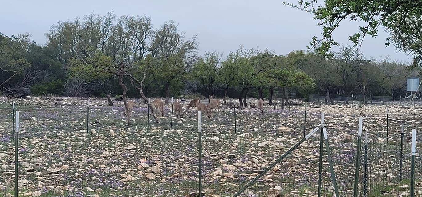 Knight Ranch
