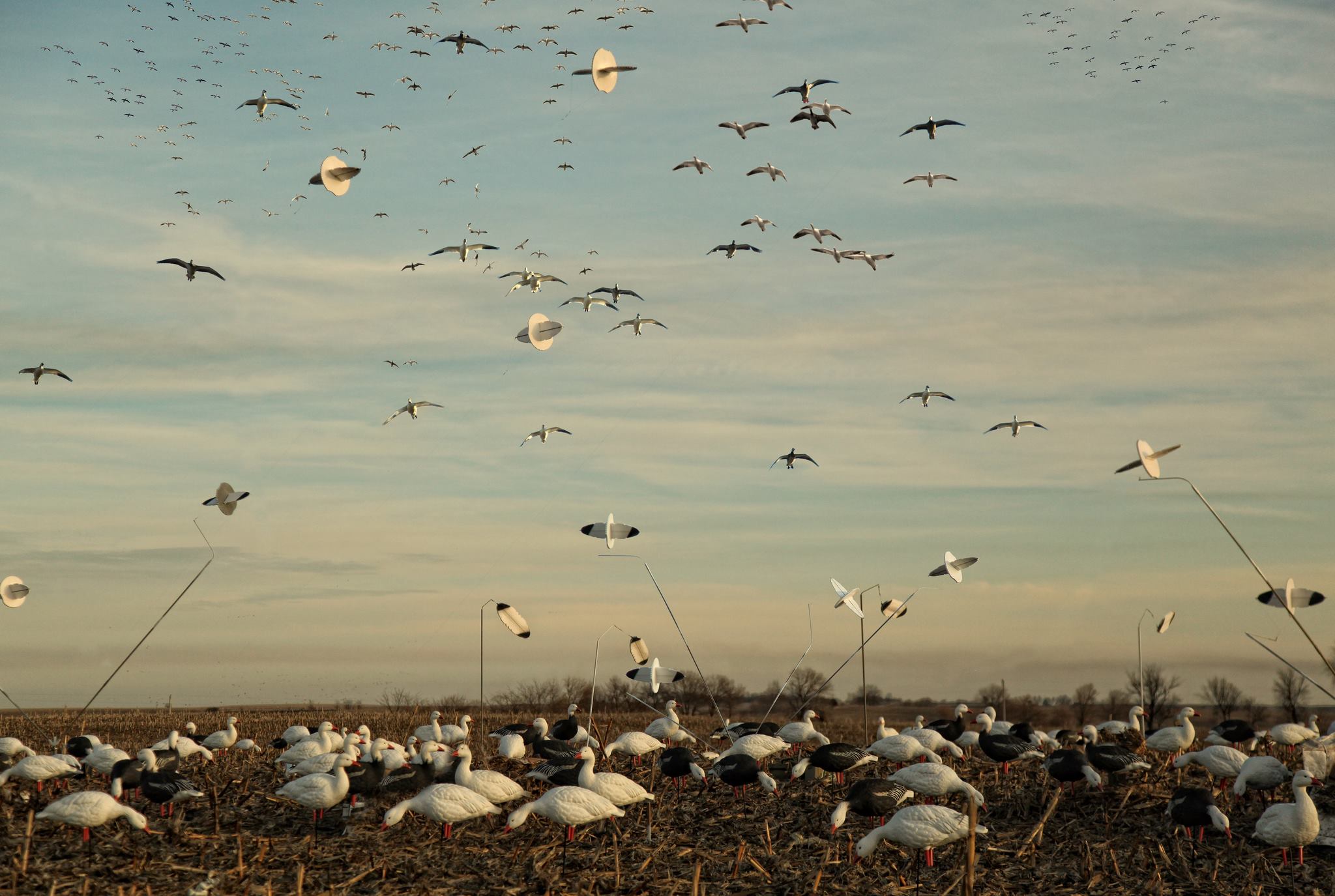 Snow Goose Warehouse Fargo ND