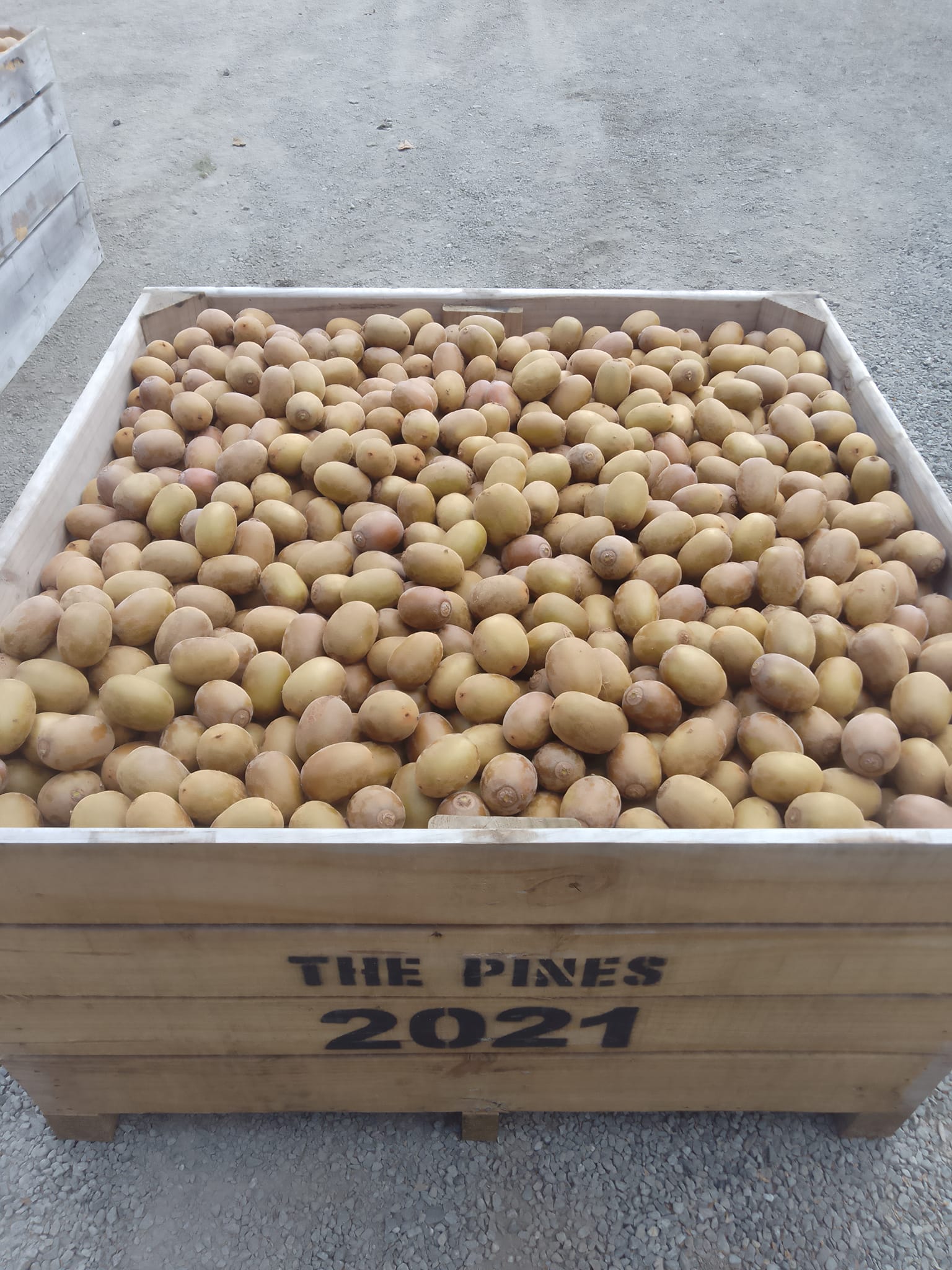 The Pines Orchard | Riwaka