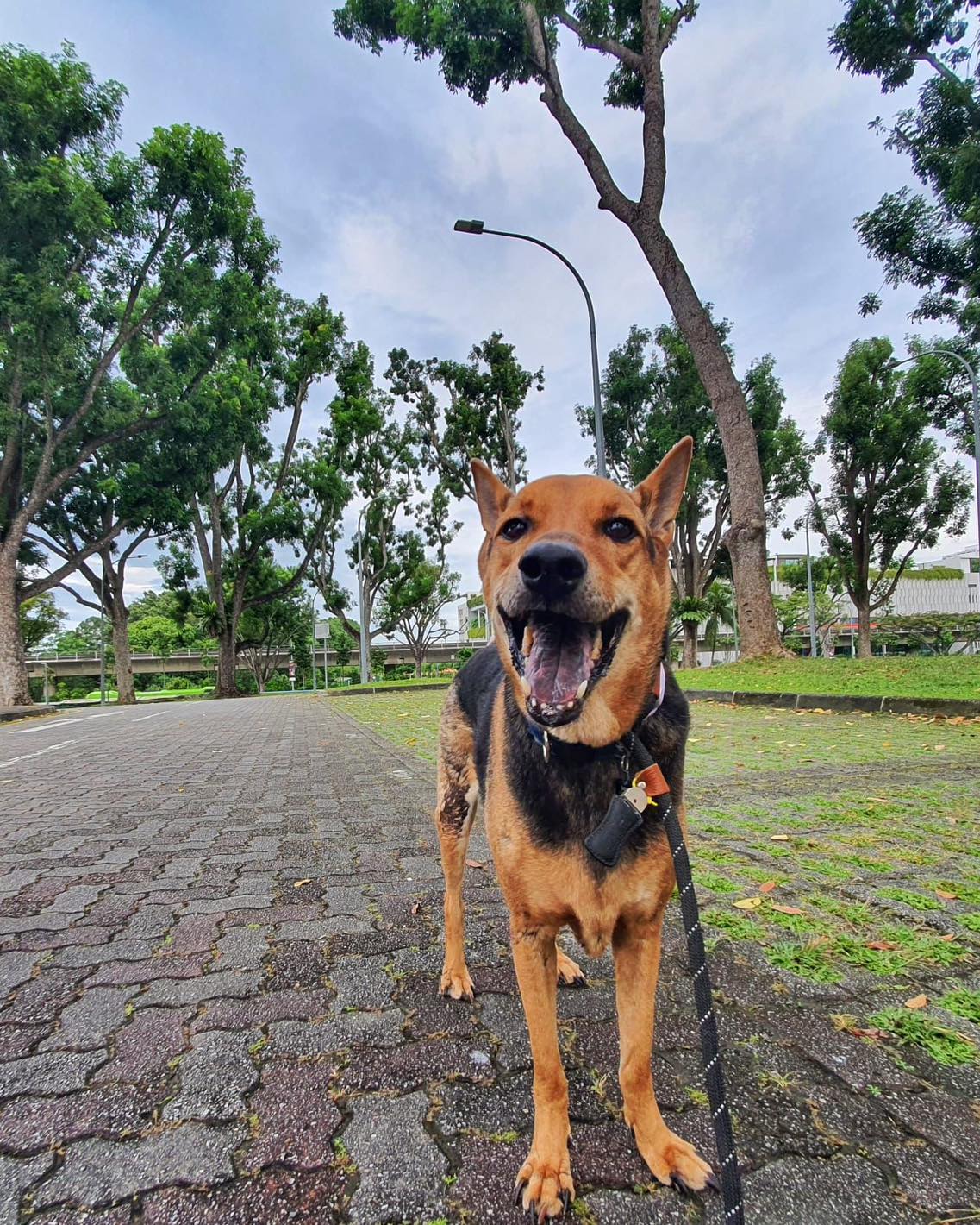 SOSD Singapore - Meet Kaiser! He was adopted 9 years ago...