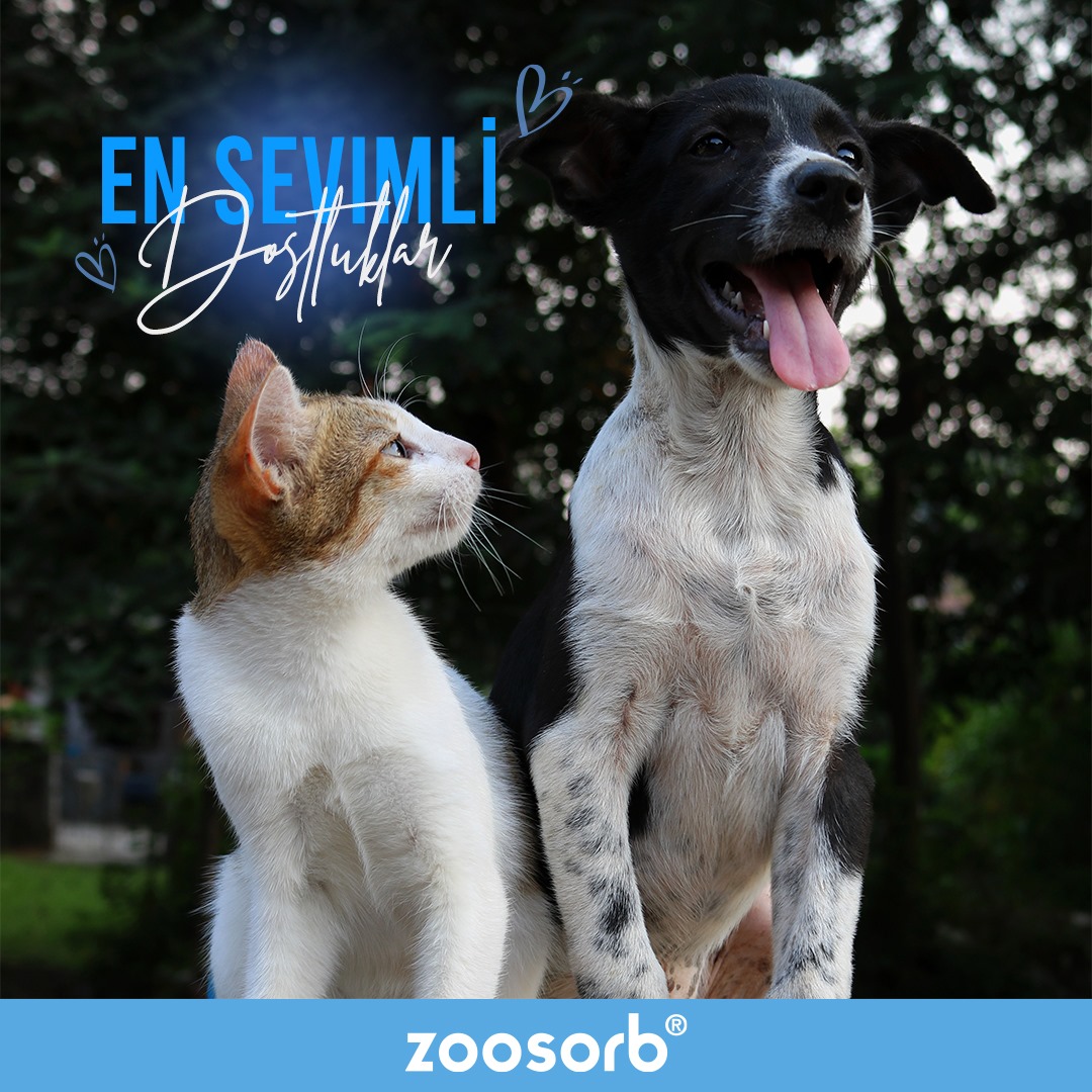 Zoosorb - Şahit olabileceğiniz en masum ve sevimli dostluk...