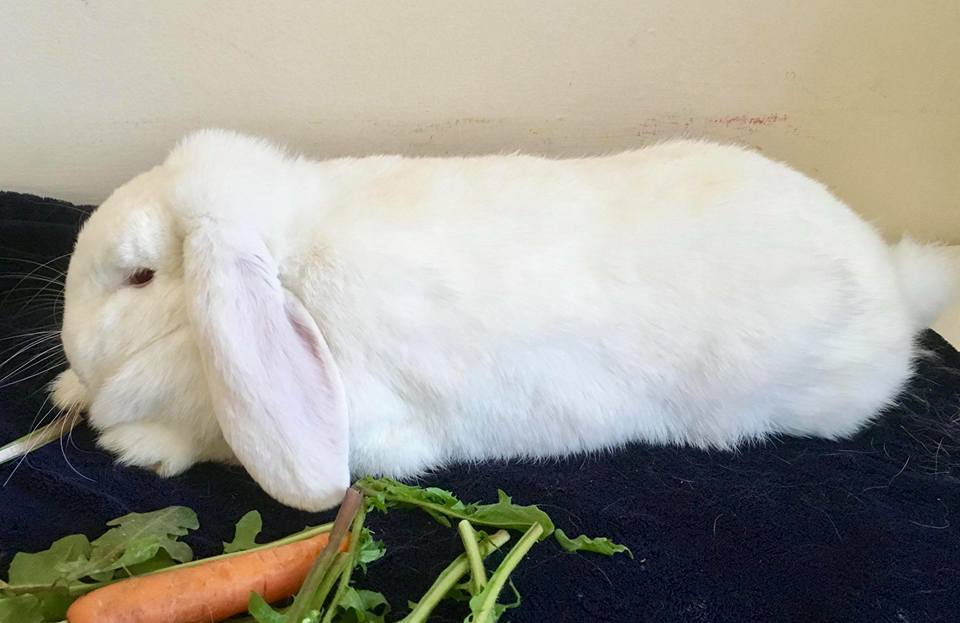 Our Gorgous giant... - South coast rabbit rescue . portsmouth | Facebook