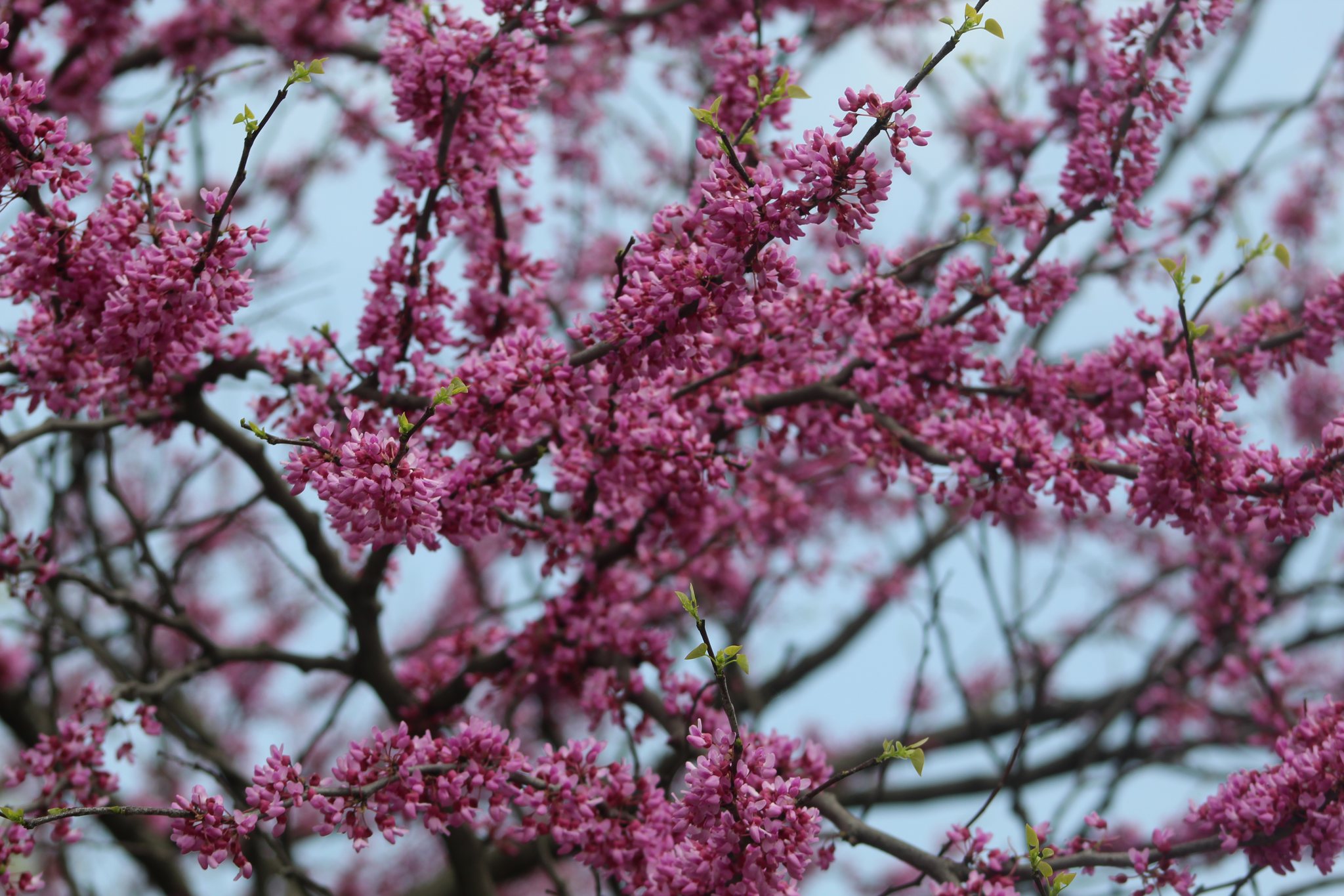 Happy First Day of Spring, Crown... - The City of Crown Point | Facebook