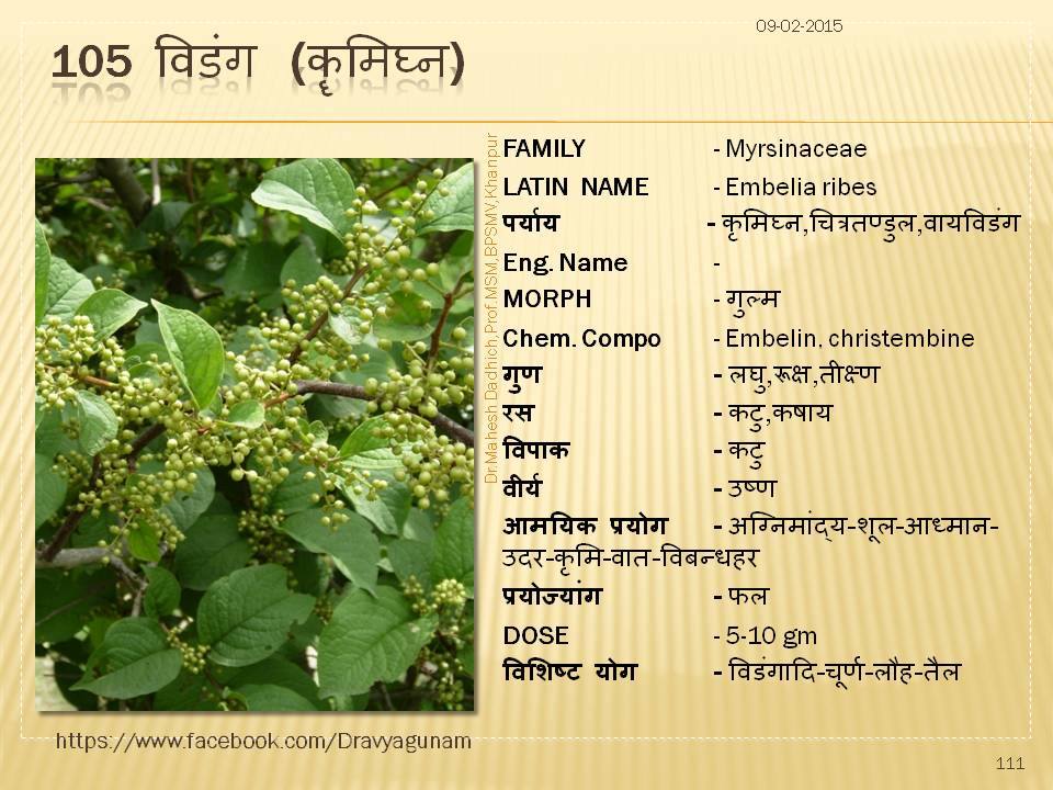 Dravyagunam - 105 विडंग (कॄमिघ्न) Botanical Name : Embelia Ribes Family ...