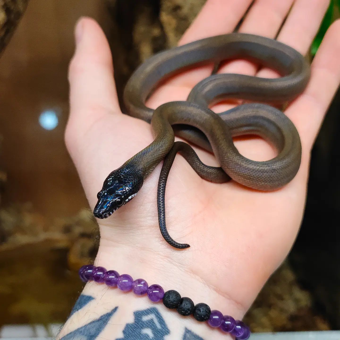 The Reptile - Small but beautiful! 🖤 Northern white-lipped python at ...