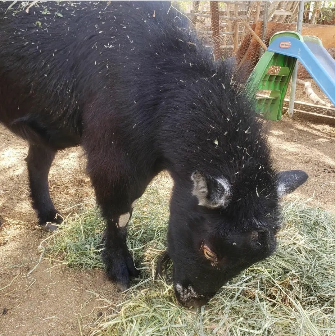 Betina's Little Farm | Los Angeles CA