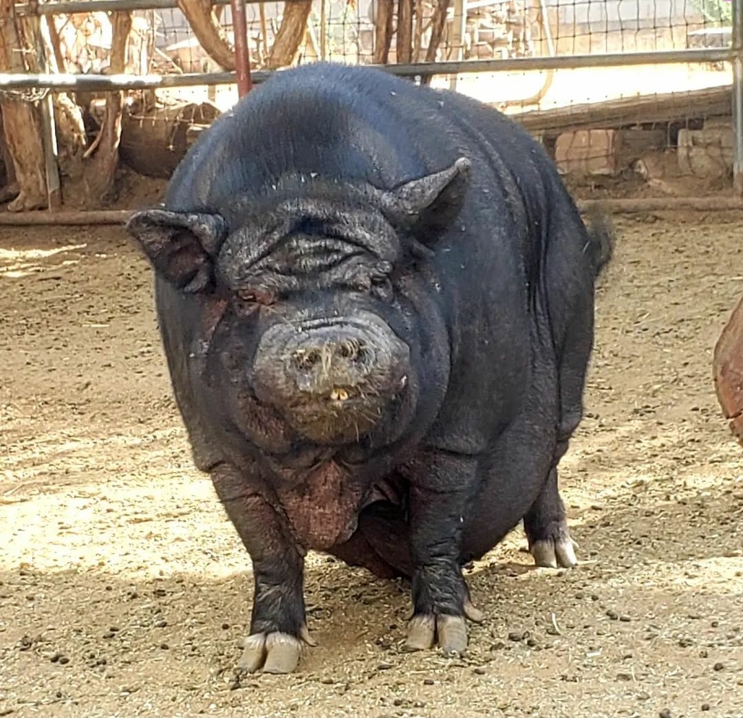 Betina's Little Farm | Los Angeles CA