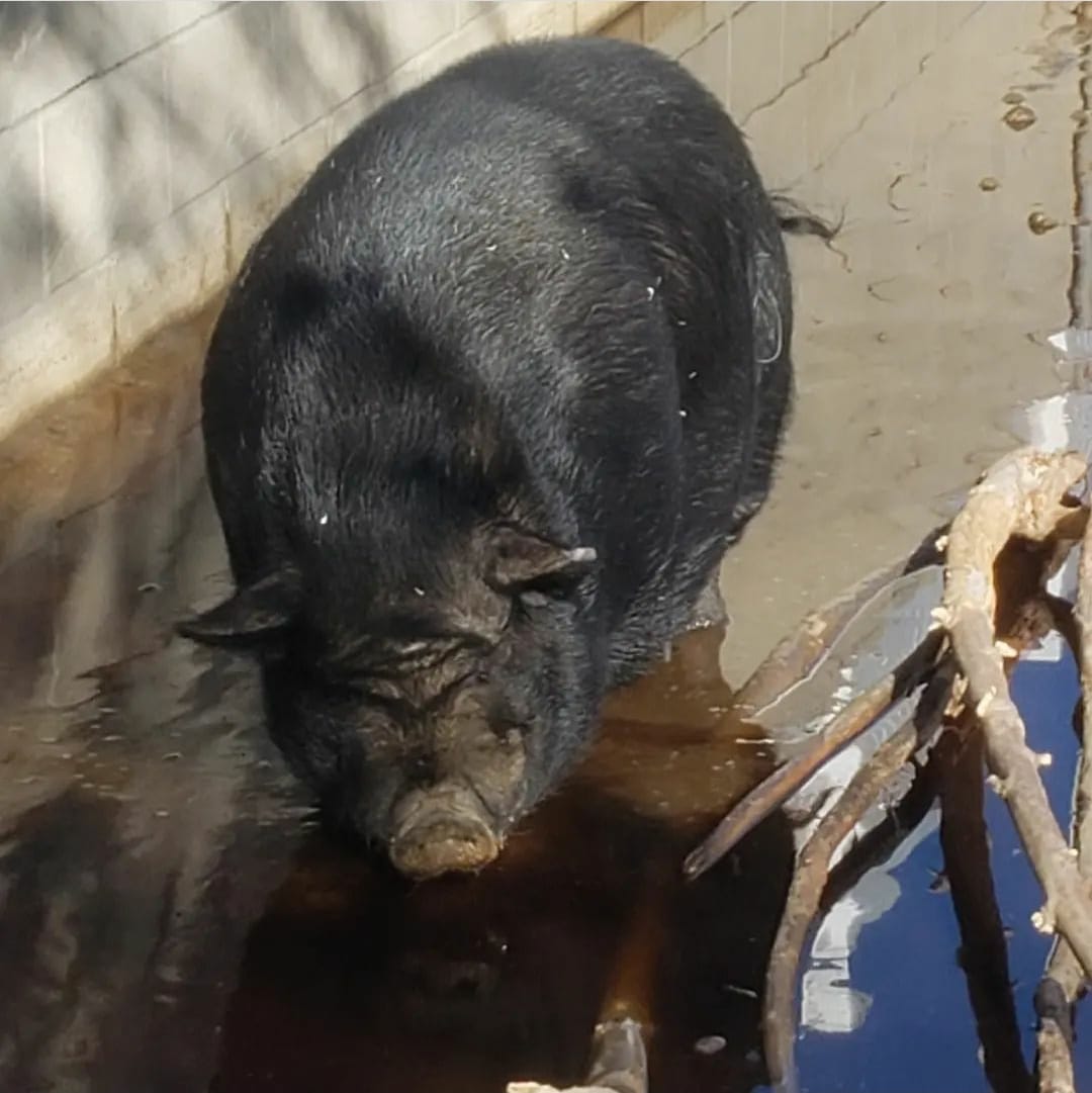 Betina's Little Farm | Los Angeles CA