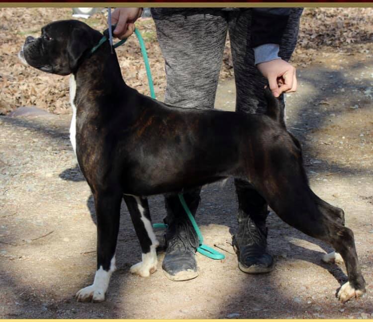 Parsons Boxer Pups added a new photo. - Parsons Boxer Pups