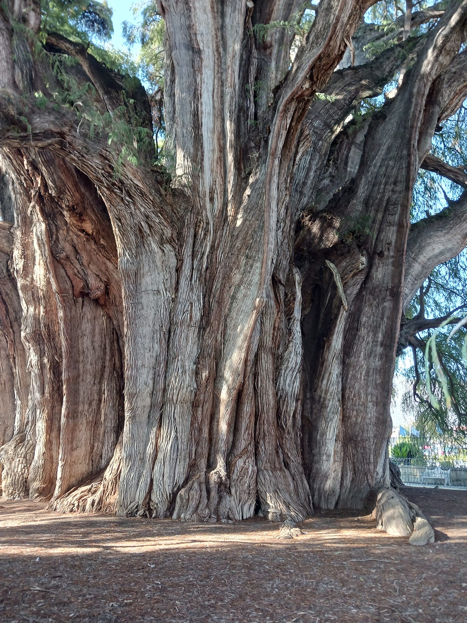 The tree with the largest circumference in the world. Oaxaca Mexico.