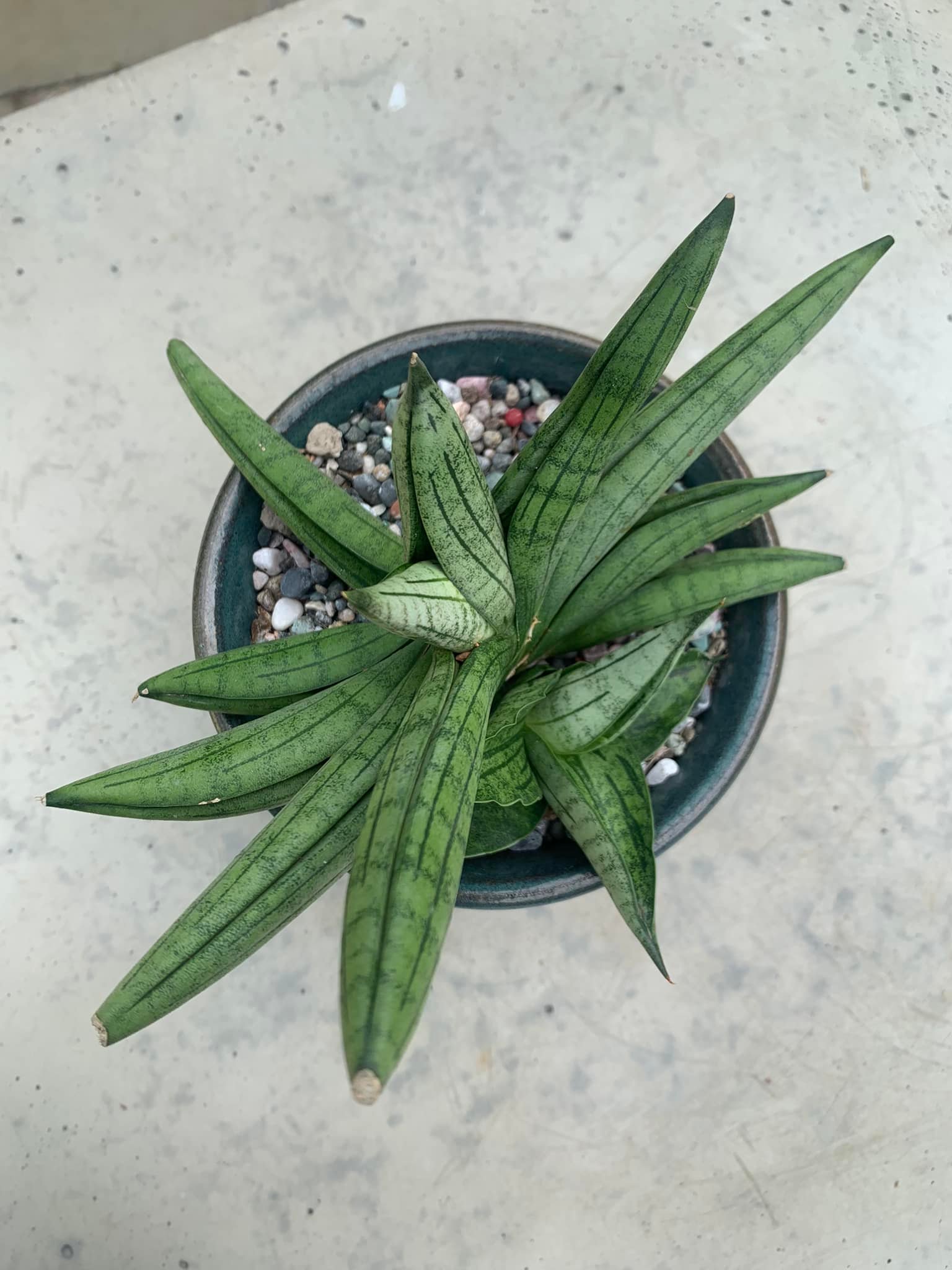 Sansevieria Sinus Simiorum R979 plant review