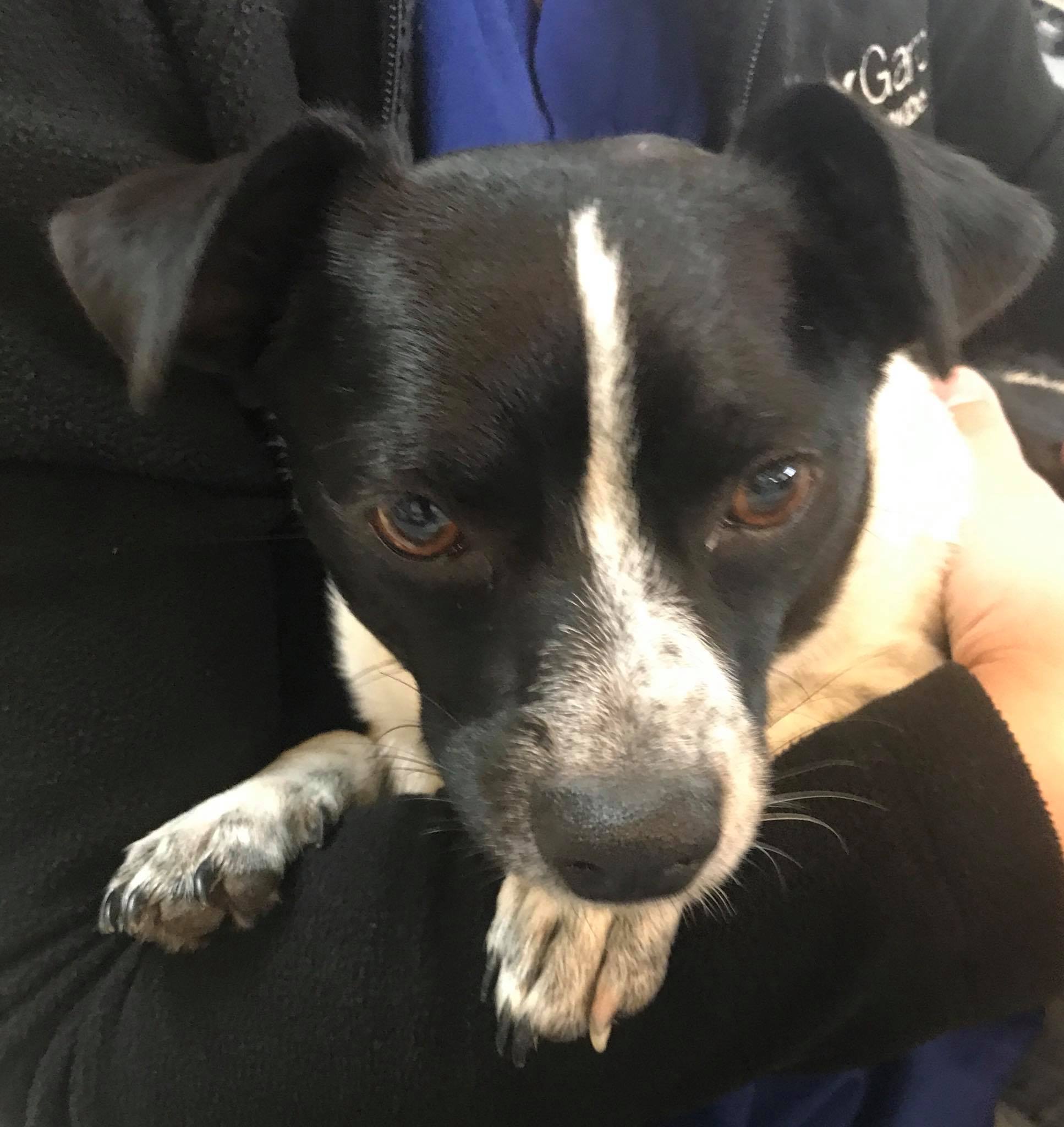 Rufus Refuge - ️ Concho!! He’s a precious 9 month old...