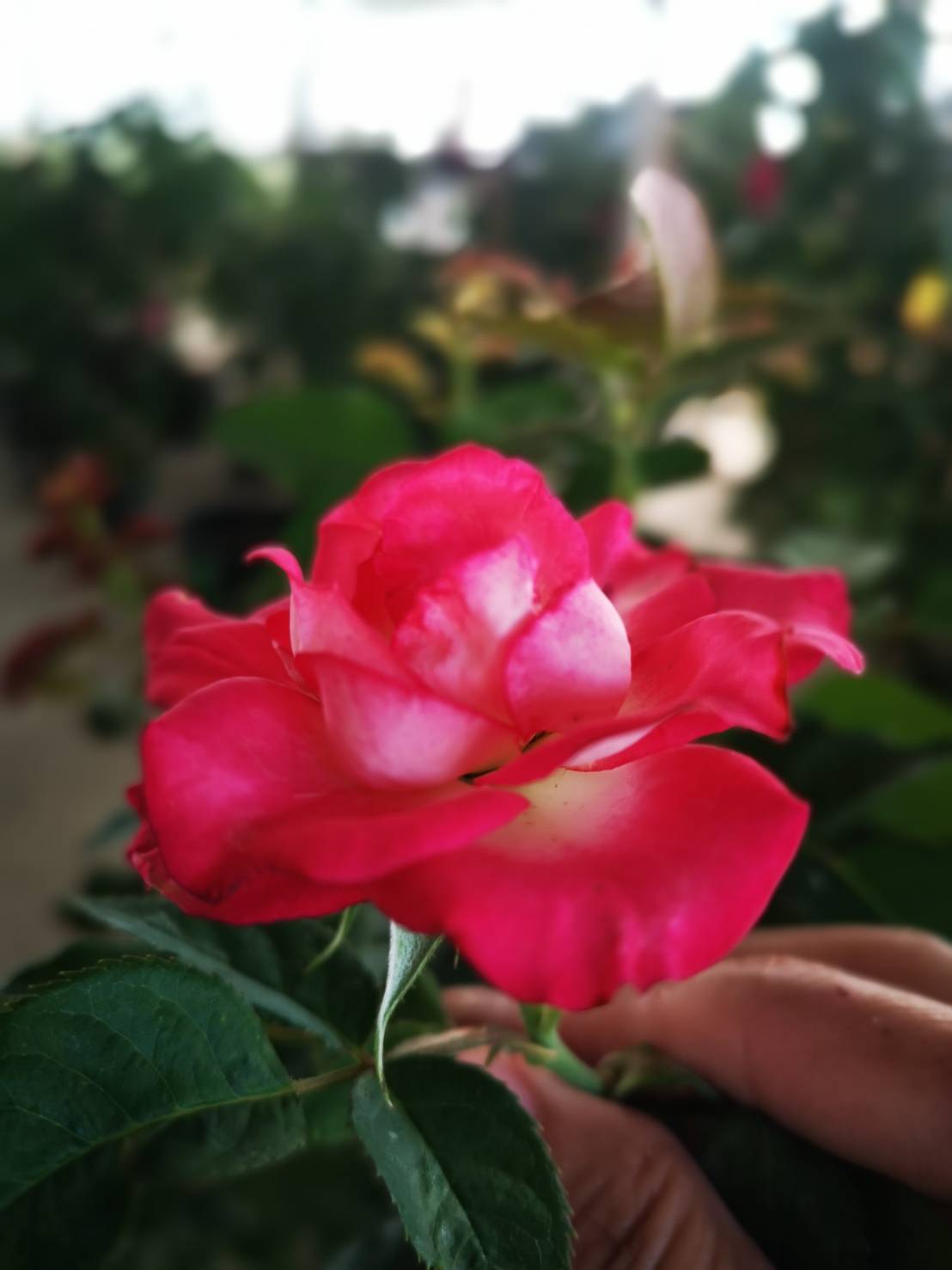 Olympus Rose... - CC Rose Shop Sri-Racha