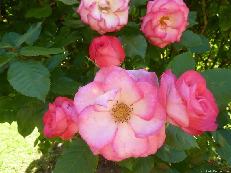 Olympus Rose... - CC Rose Shop Sri-Racha