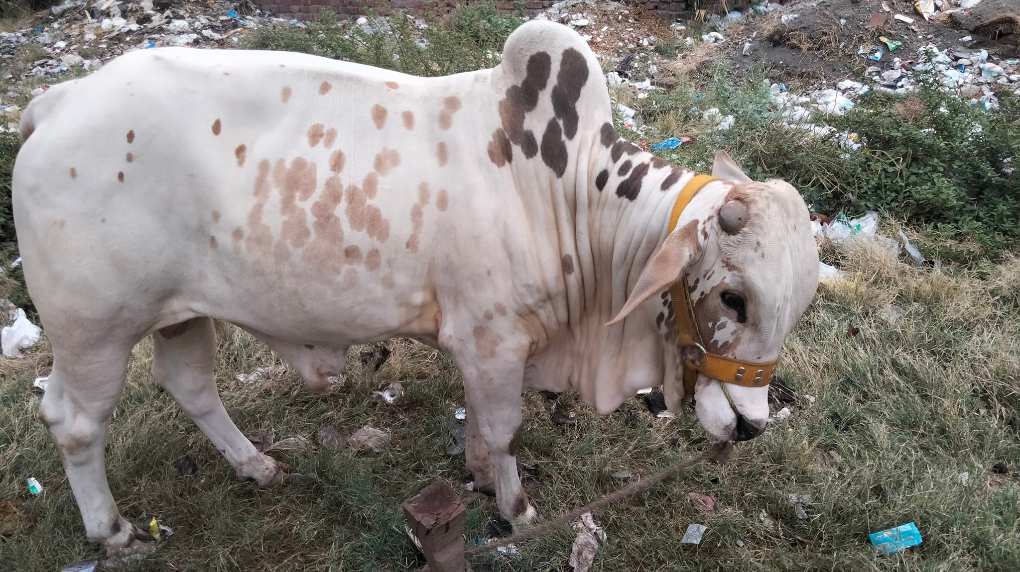 Cow Mandi - Sialkot - For sale | Facebook
