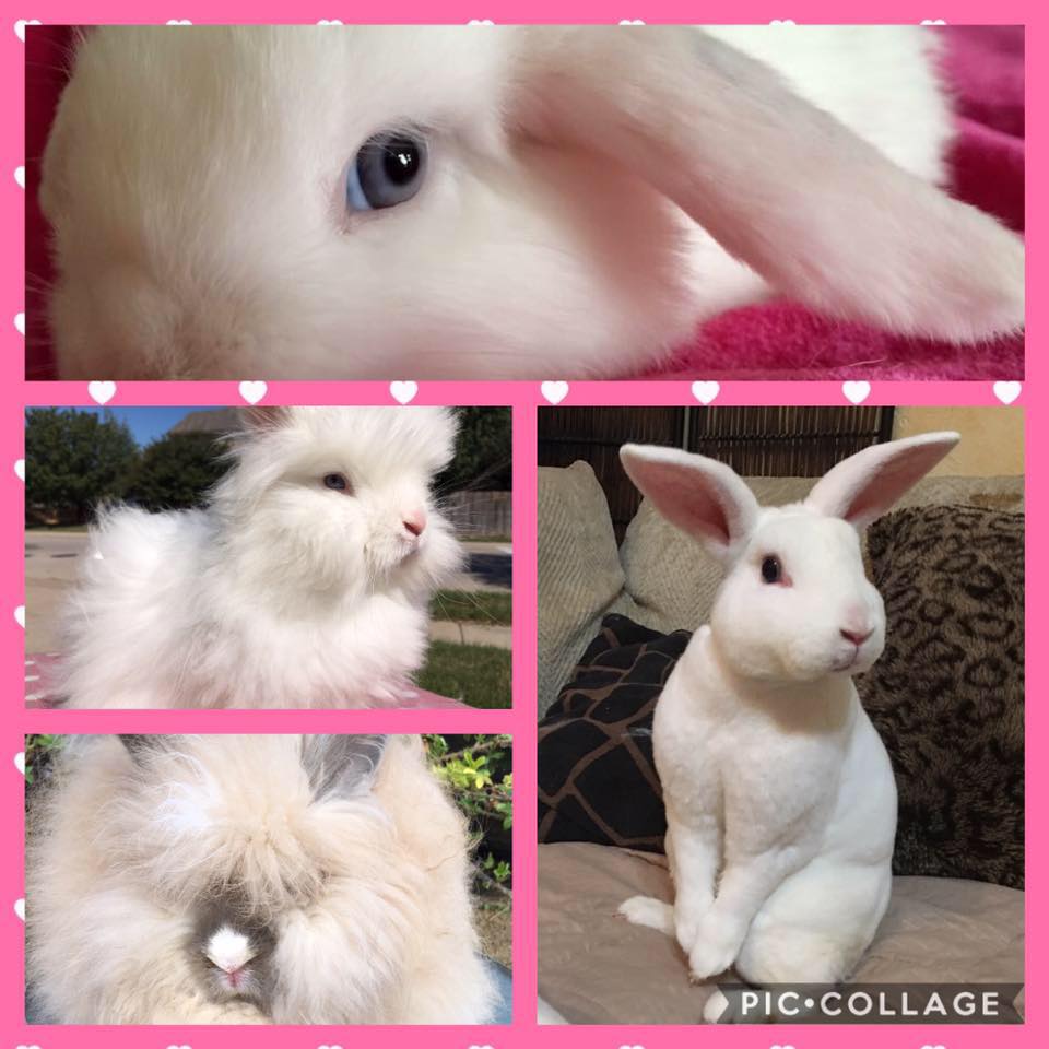Abbott Rabbit House