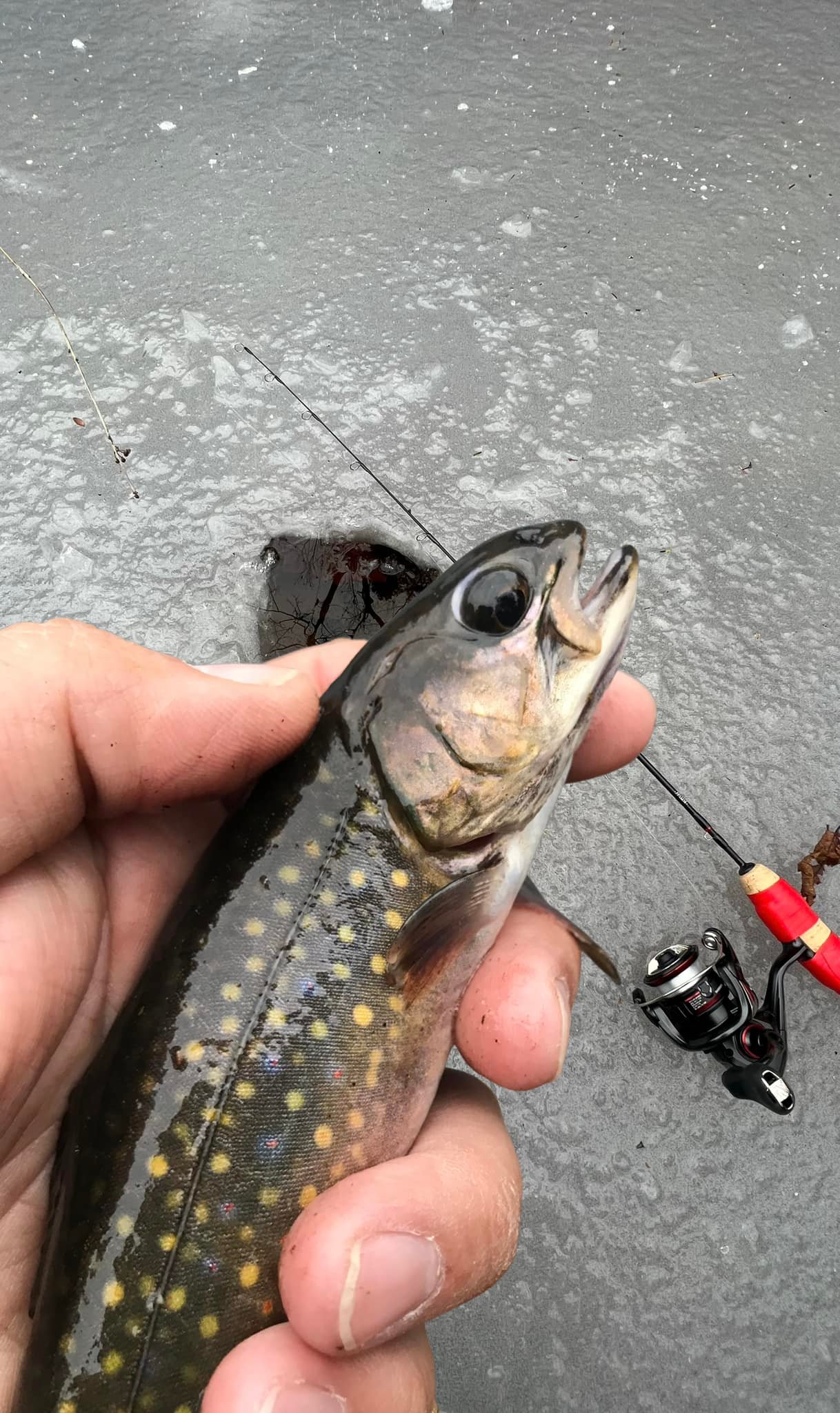 chinese ice fishing lure molds 3.3 Inch SlayBait Hand Injection Mold – Epic Bait Best Bait for Flounder: lake erie blade baits Color:Bluegill Candy Two Lures