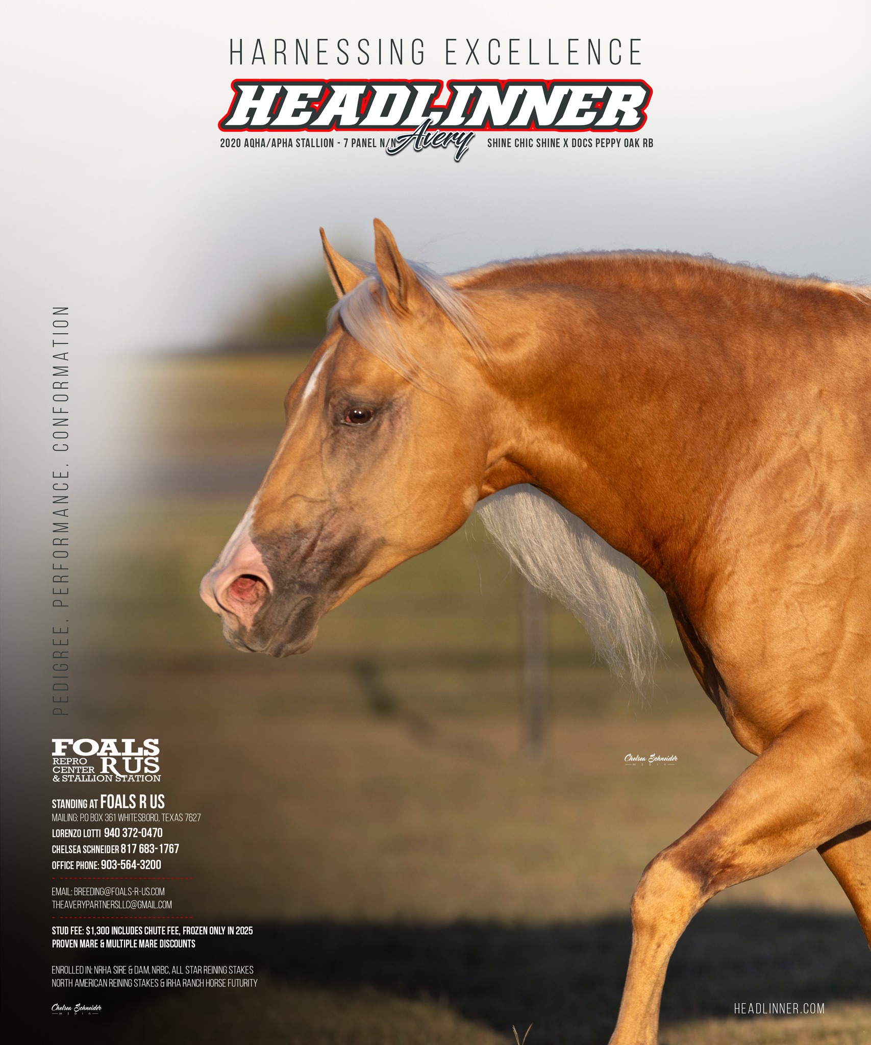 Intensimotion 2010 brown Quarter Horse stallion
