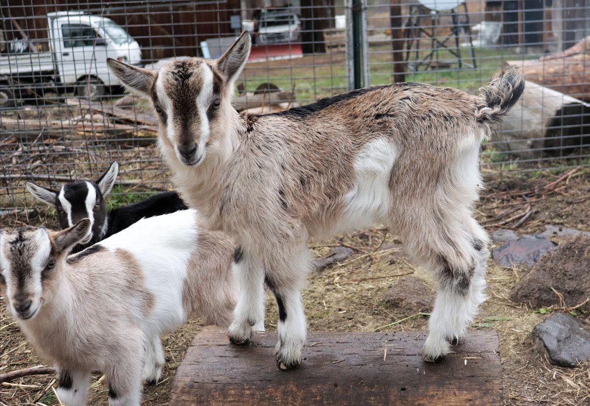 🌎The Crest will be bringing goat kids... - Willow-Witt Ranch