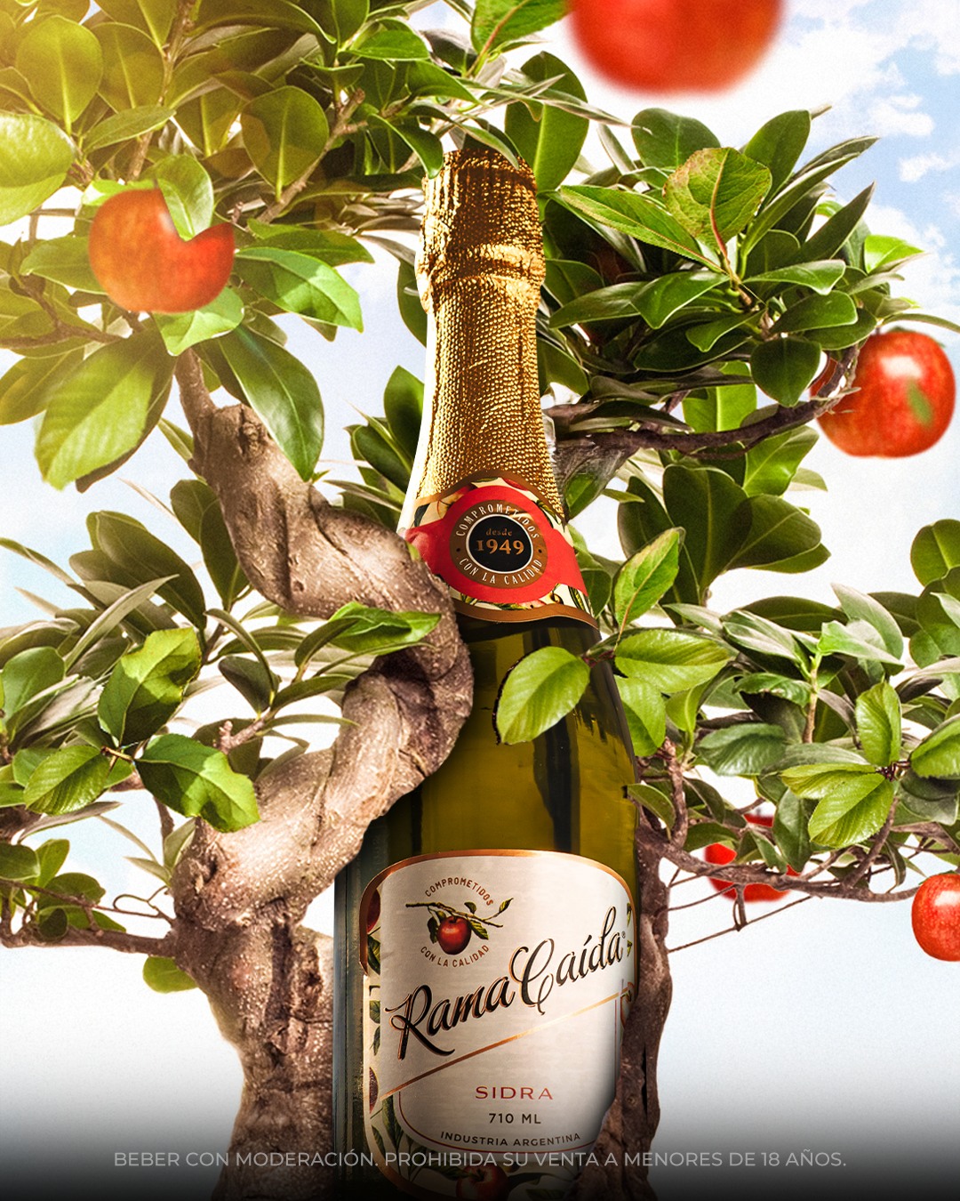Rama Caída Vinos y Sidras | San Rafael