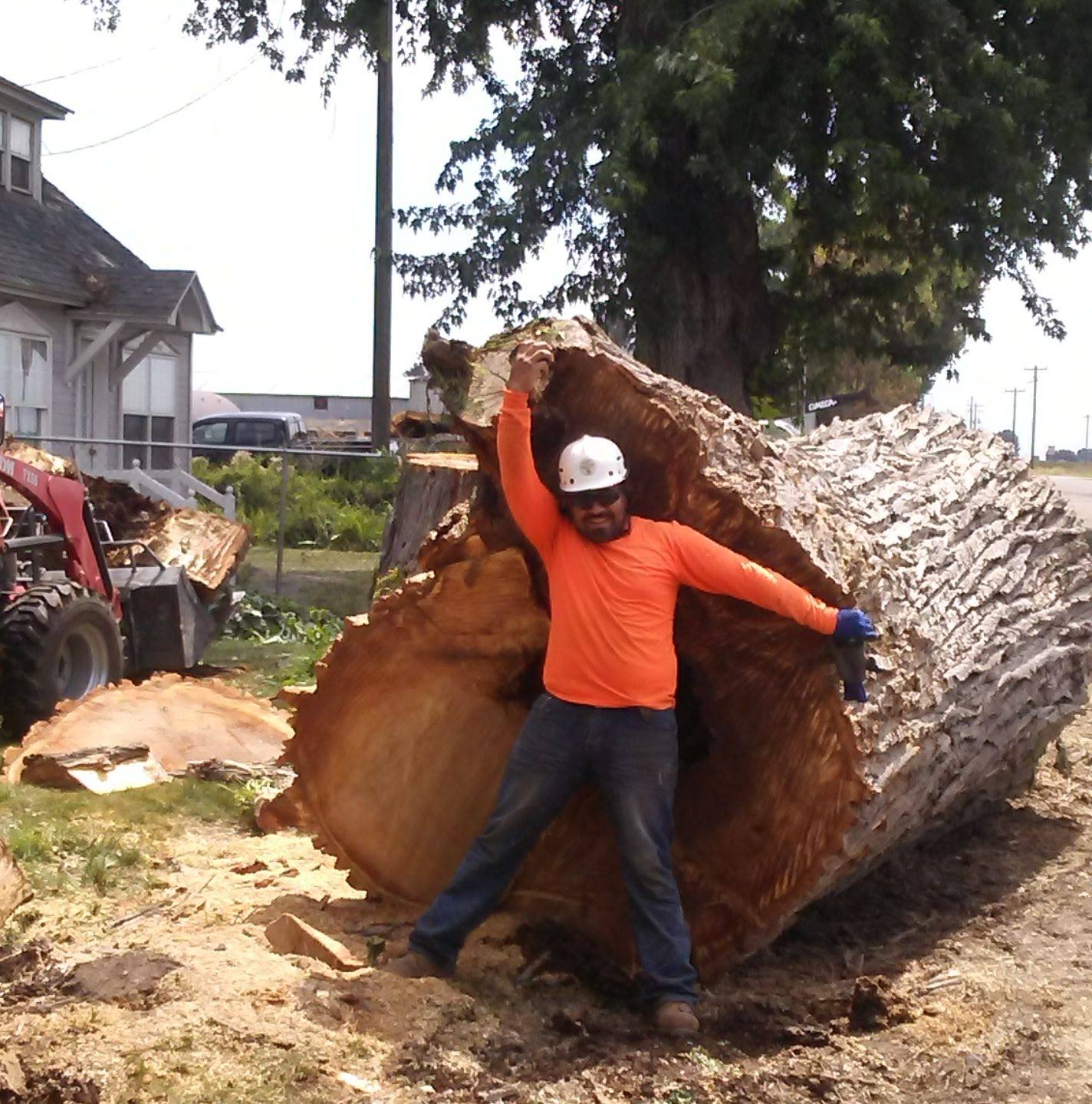 Taking down this hazardous tree hanging over a home with precision ...