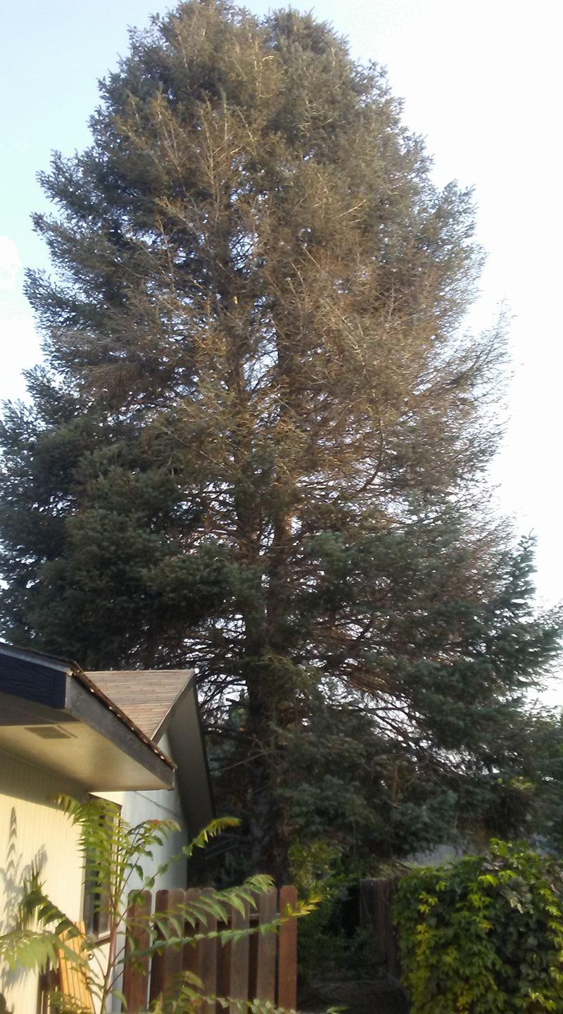 Velasquez Tree Service LLC | Caldwell ID