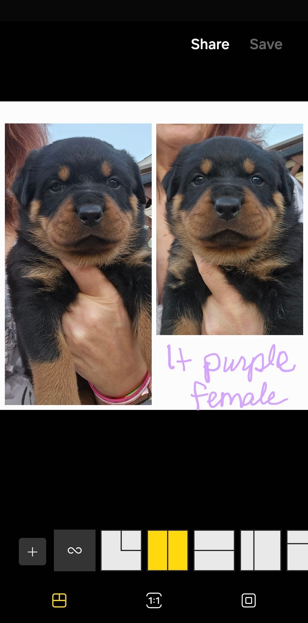 Marshall's Rottweilers of Southeast Missouri