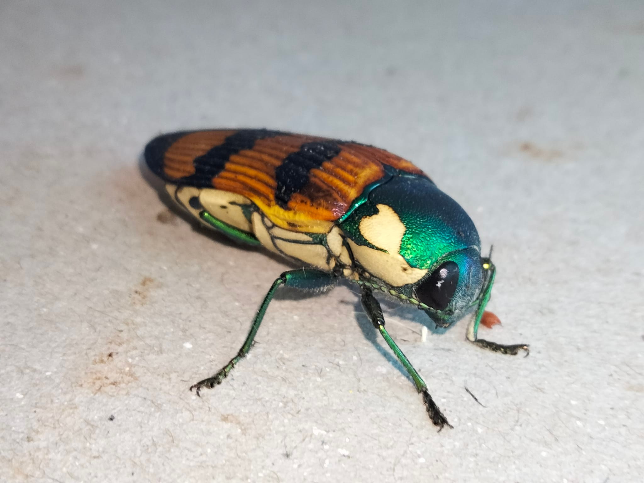 Eucalyptus beetle Temognatha conspicillata found in Australia