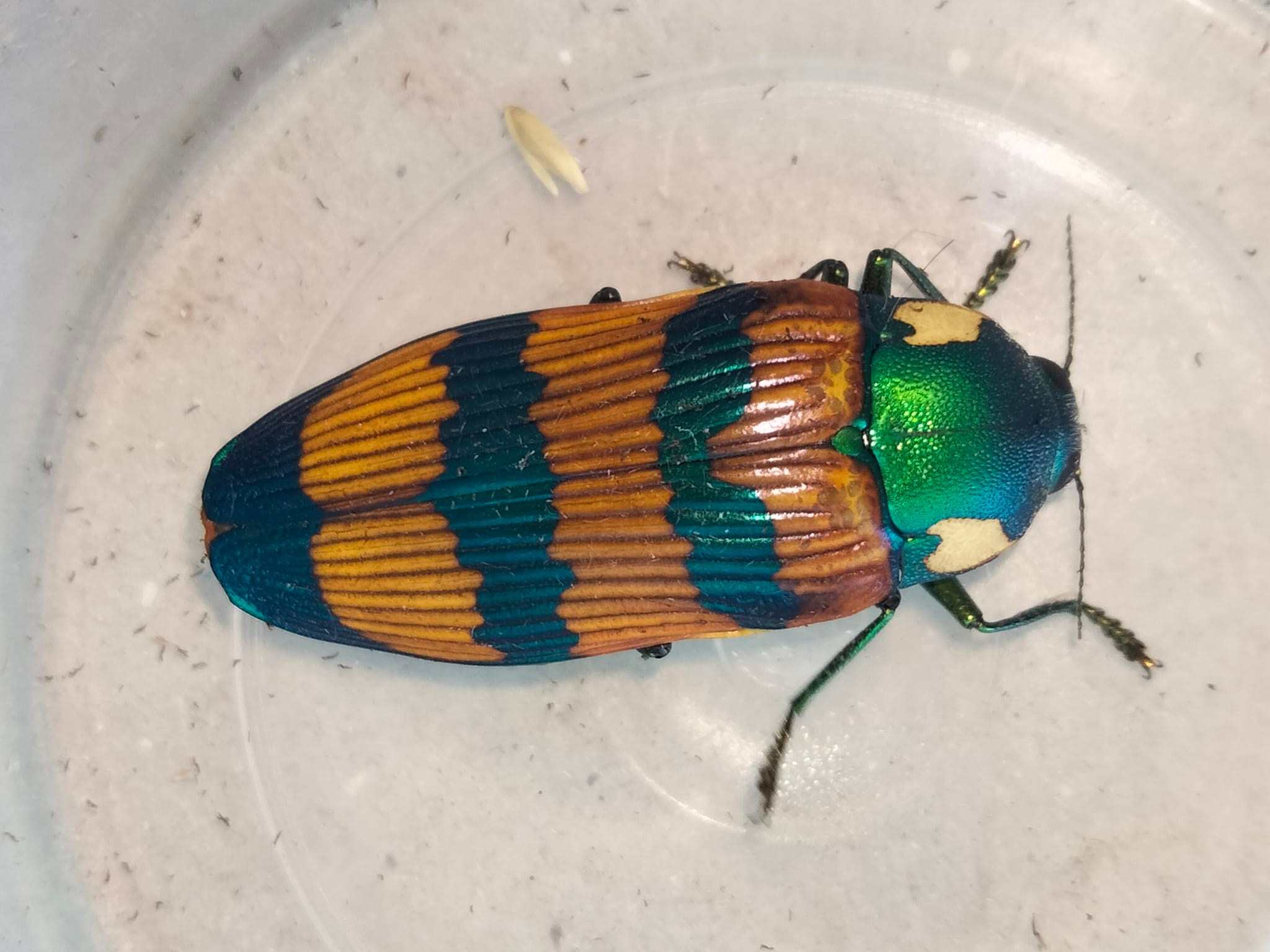 Eucalyptus beetle Temognatha conspicillata found in Australia