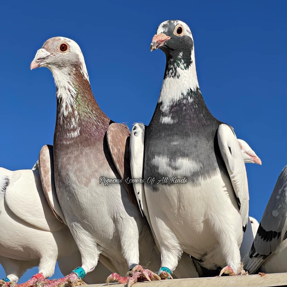 Everything we love about racing pigeons. | Facebook