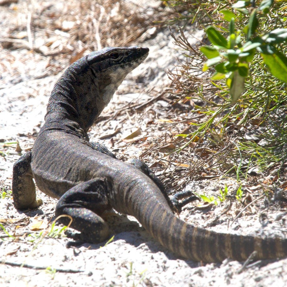 Australian - What do a cat, a dingo and a goanna have in common? 🐱🐕🦎 ...