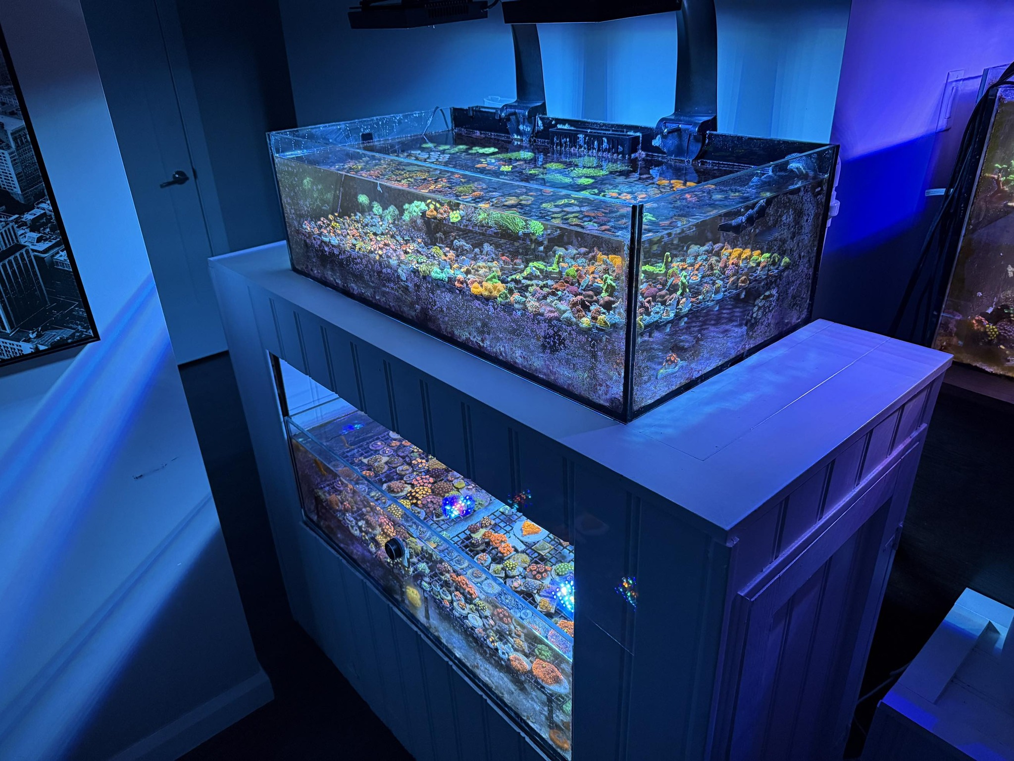 Here is what’s in stock... - Fin Gallery Aquariums Calgary | Facebook