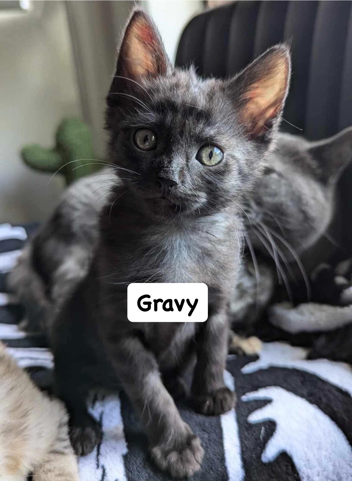 ️🐱ADOPTION DAY KITTENS!🐱 ️... - House of Chances Rescue