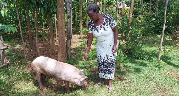 Impact direct - 👋🏾 Project Update: OLCAP Pig Rearing...