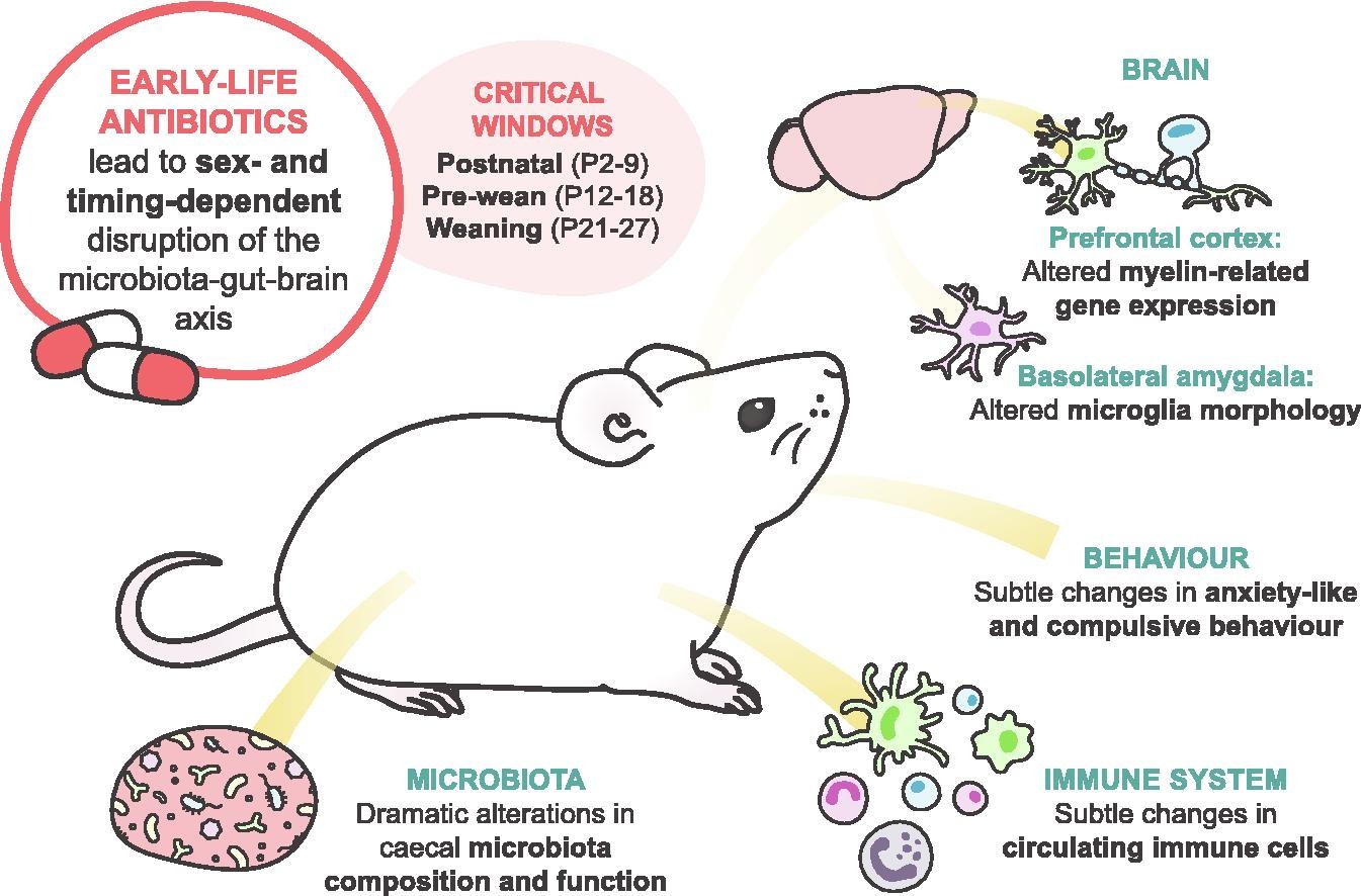 Critical Windows of Early-life... - Microviable Therapeutics | Facebook