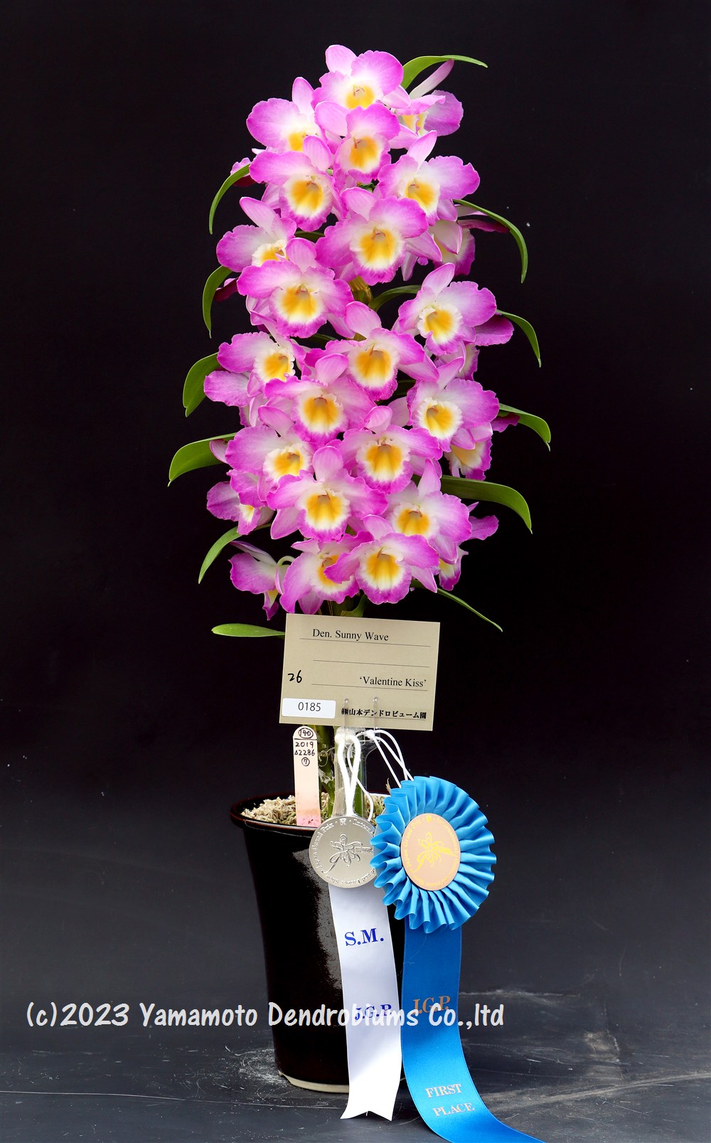 New dendrobium orchid variety: den. rainbow smile
