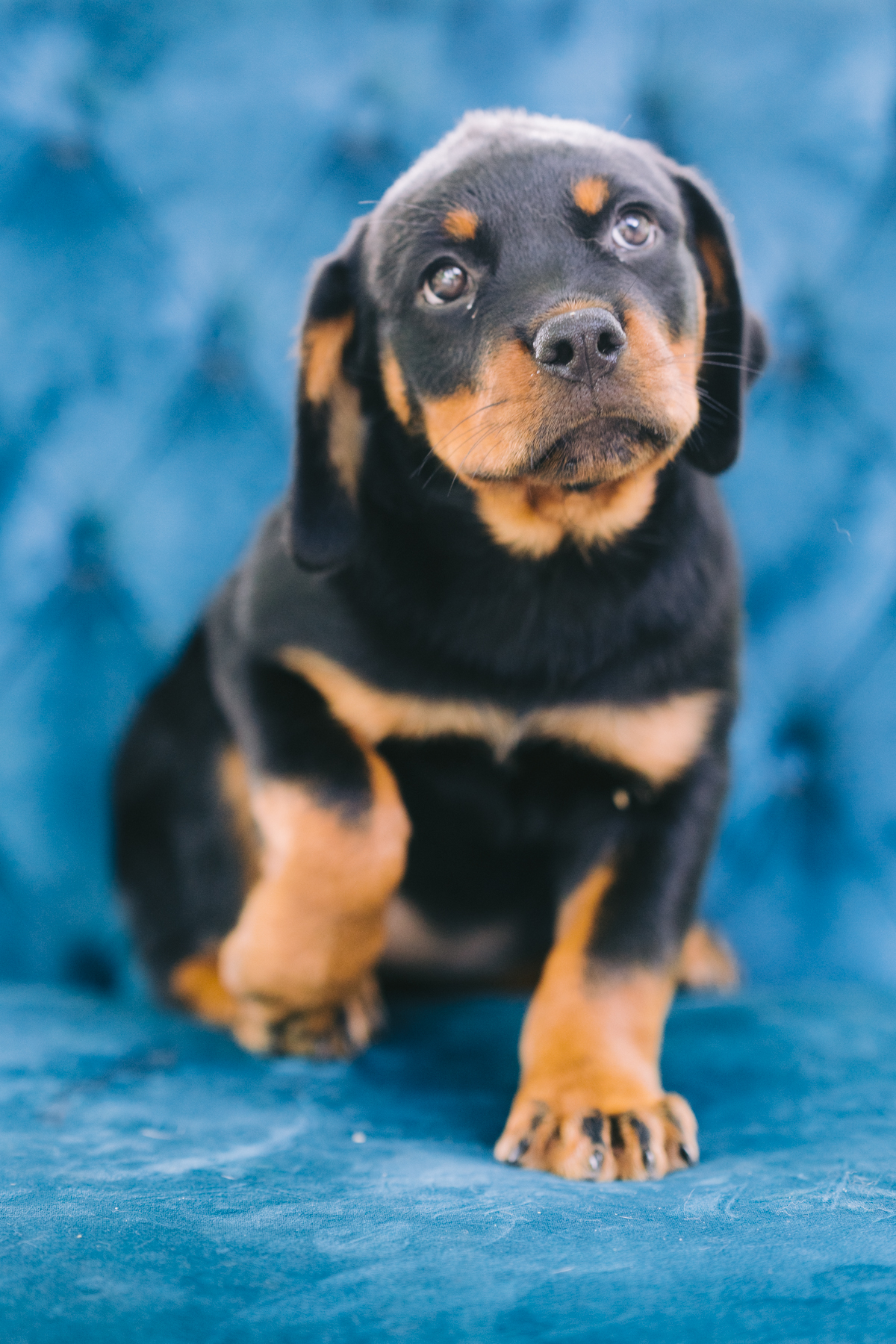 The noble Rottweiler is one of the... - The Love Pet Project