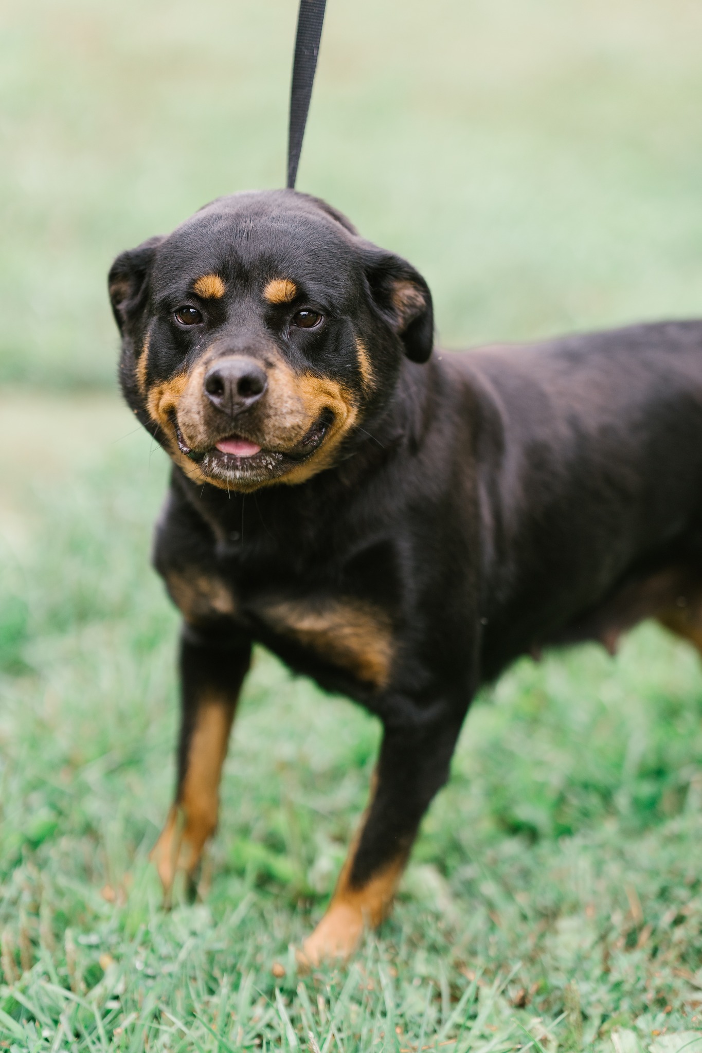 The noble Rottweiler is one of the... - The Love Pet Project