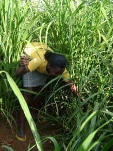 Profil untuk Savanna Agricultural Solutions