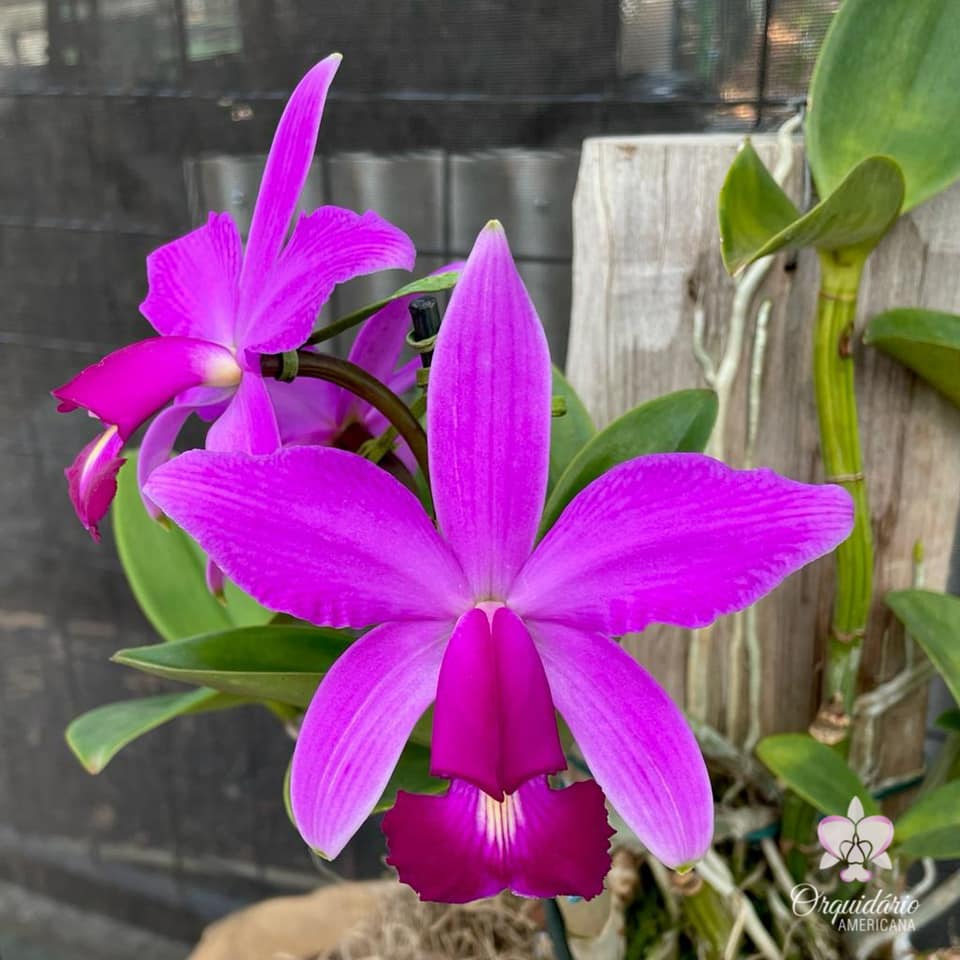 Cattleya maxima var. rubra This is a selfing of the famous var