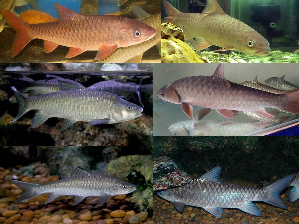 FAIR - FAIR Fish is now on Instagram and Twitter! . 🐟 Facebook https ...